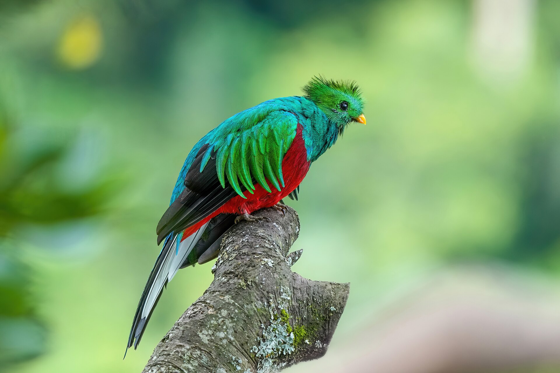 Quetzal