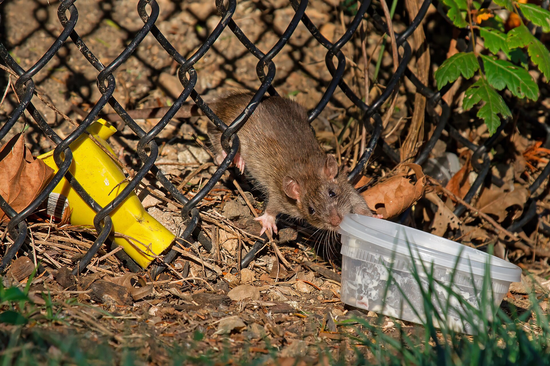 Brown Rat
