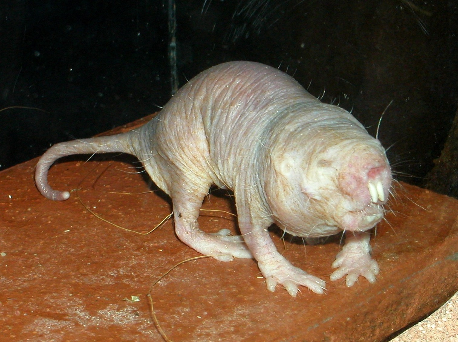 Rat-taupe Nu
