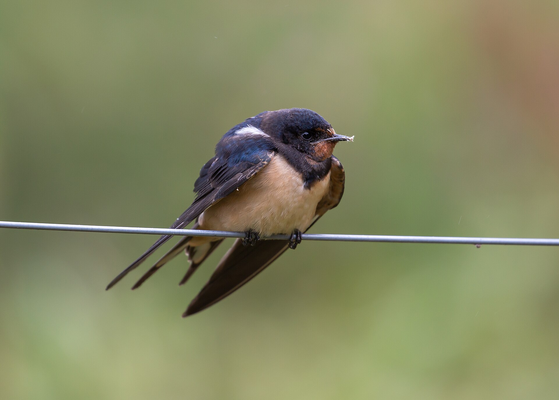 Barn Swallow