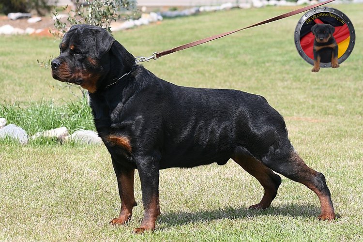 Rottweiler