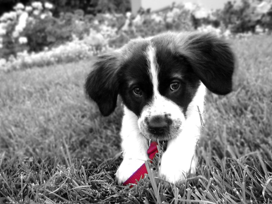 Saint-Bernard