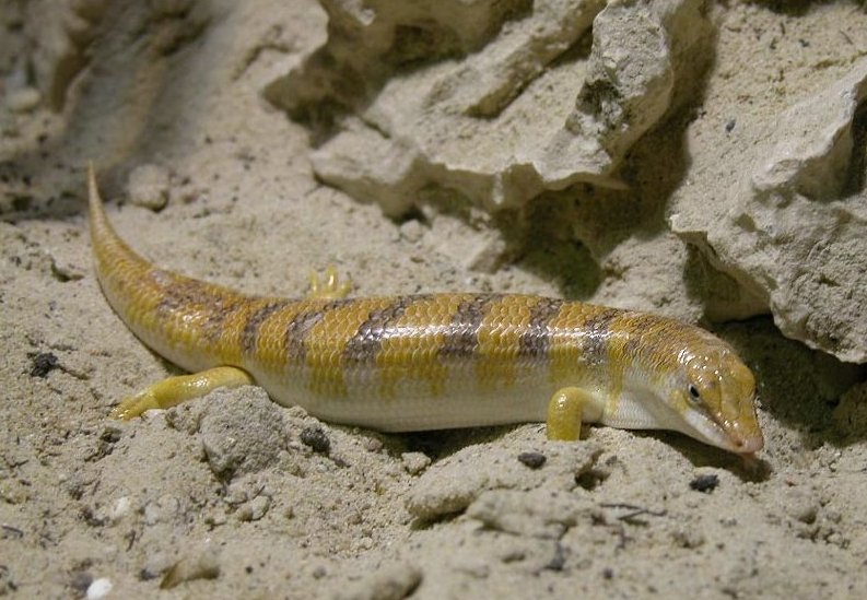 Sandfish Skink