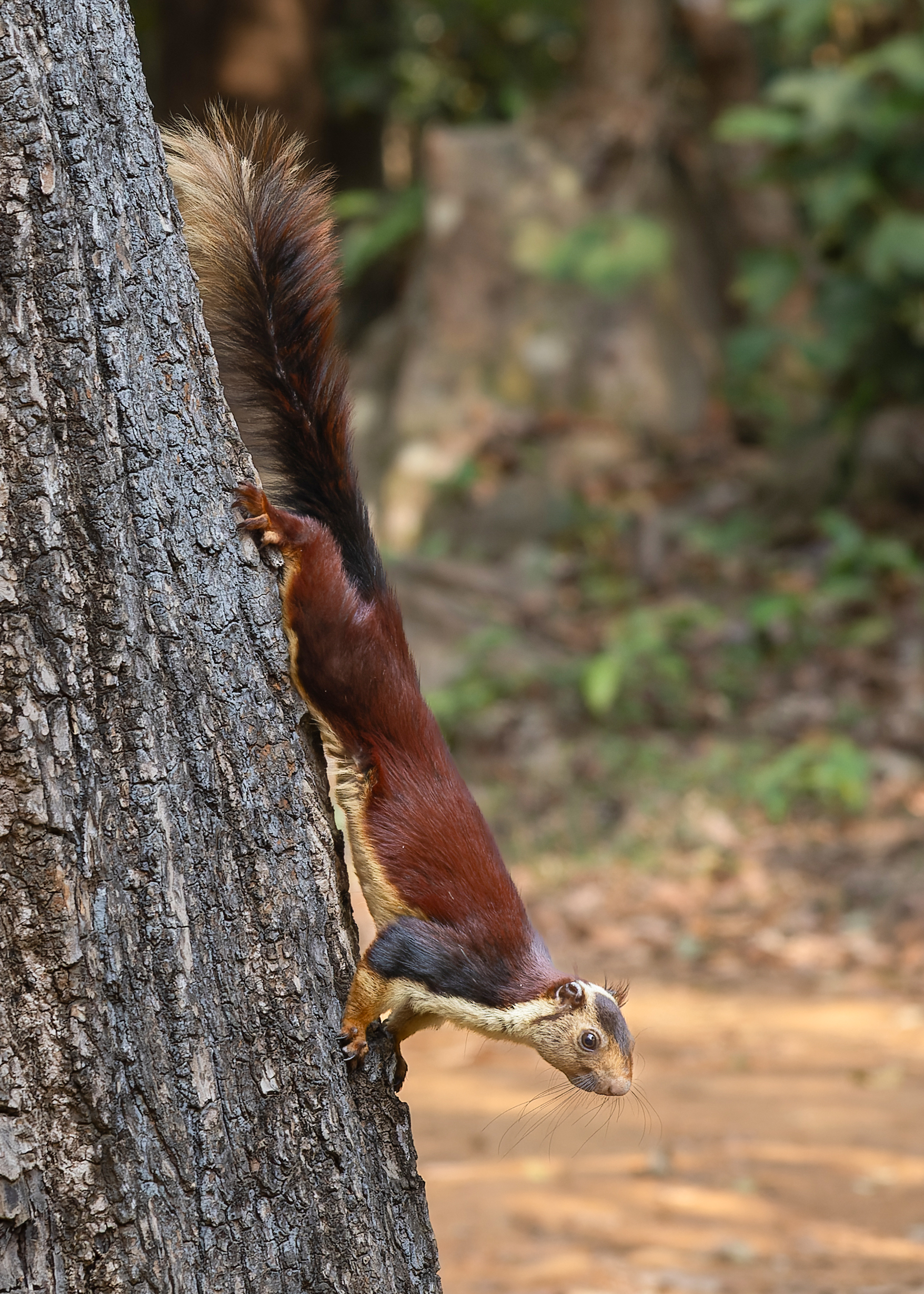 Ardilla gigante de la India