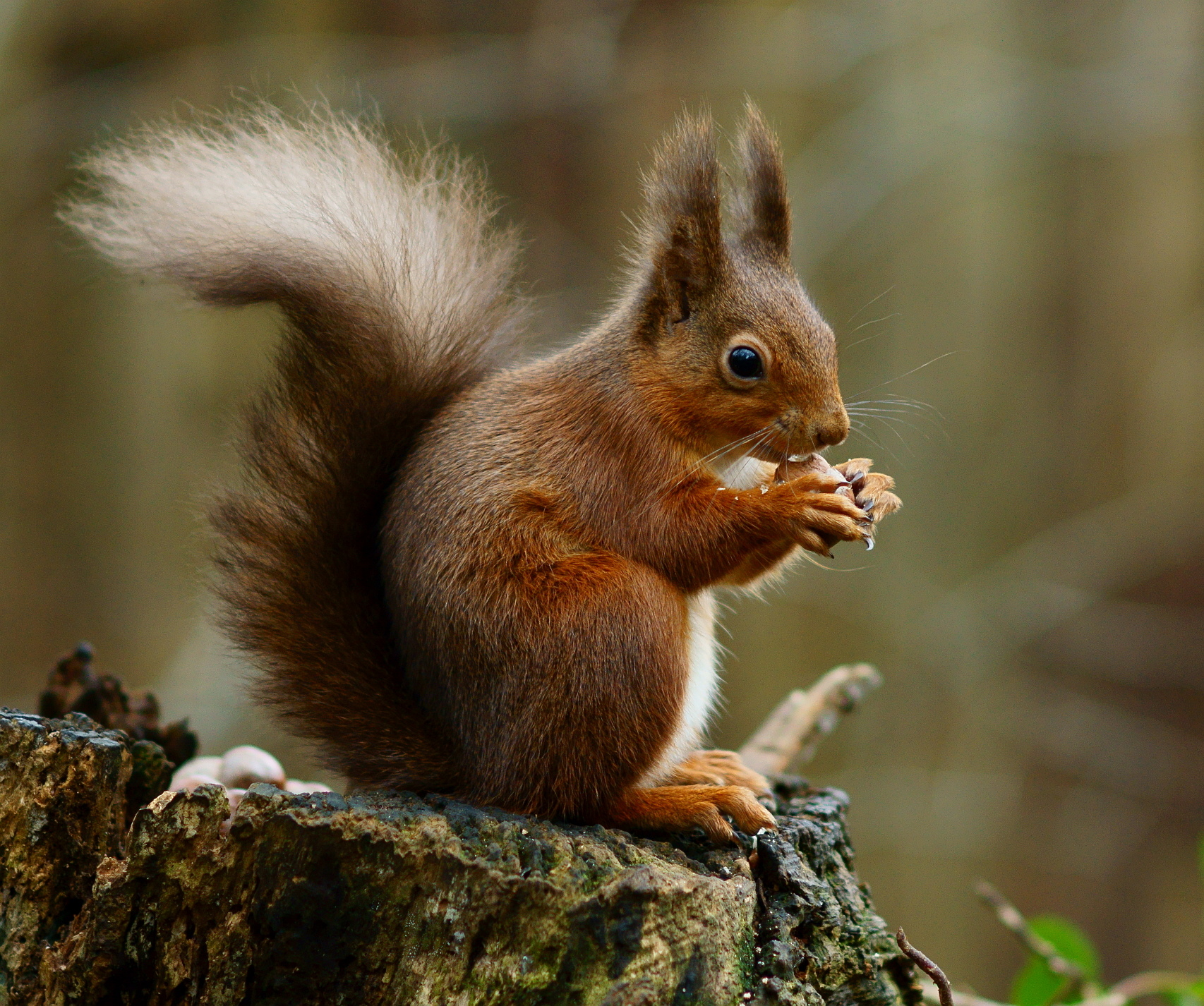 Eurasian Red Squirrel