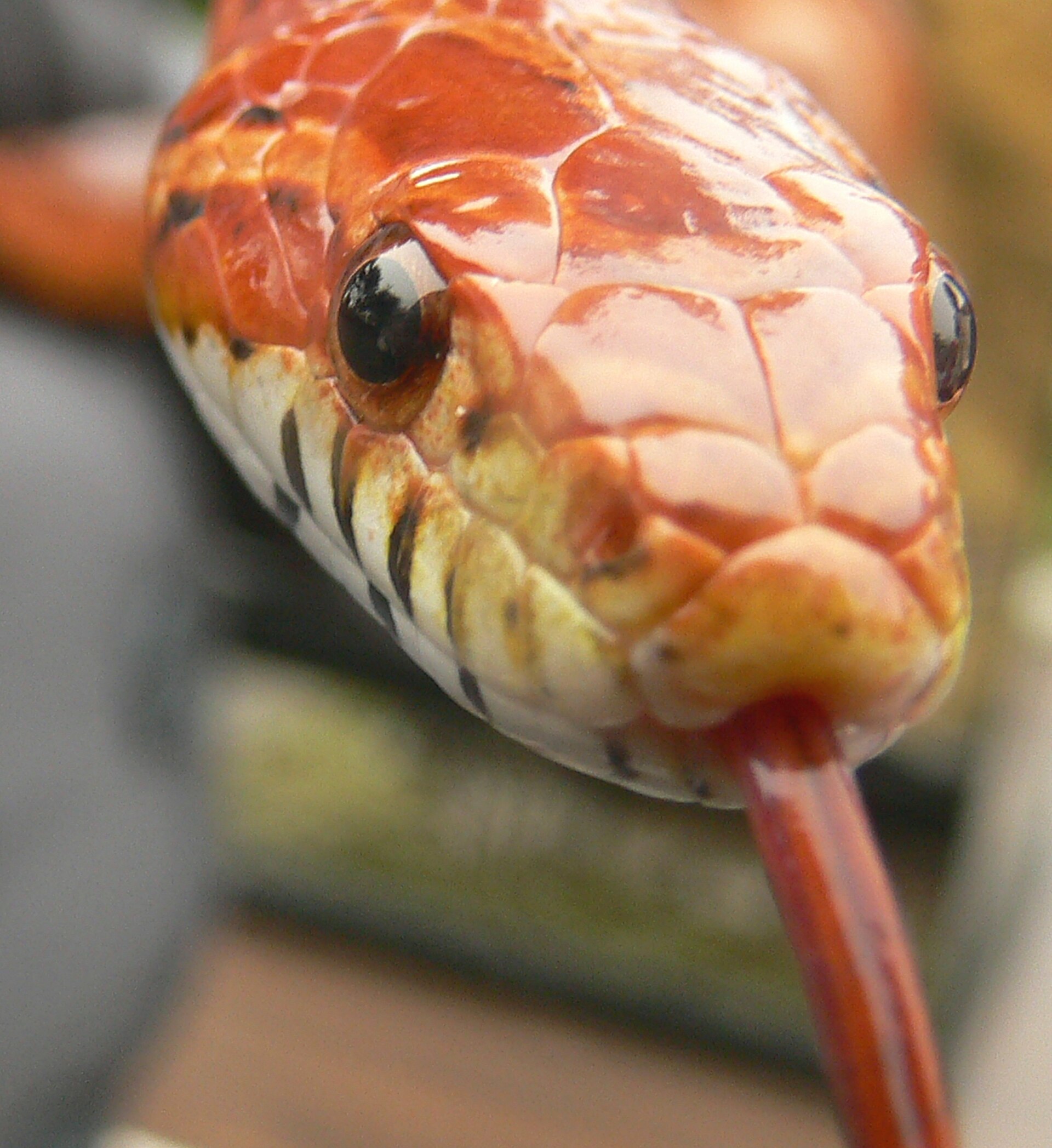 Serpiente del maíz