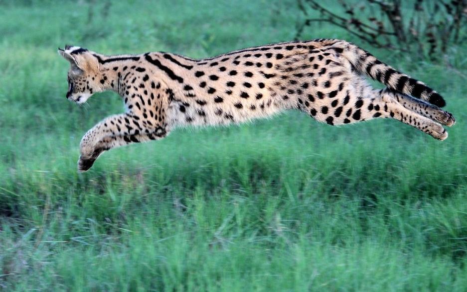Serval