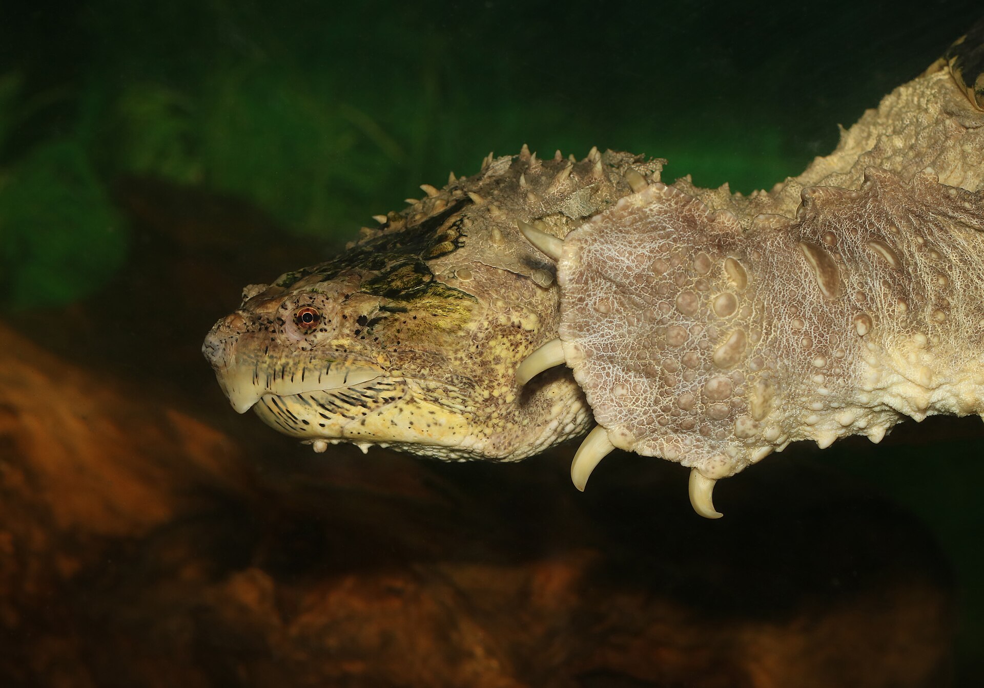 Tortue serpentine