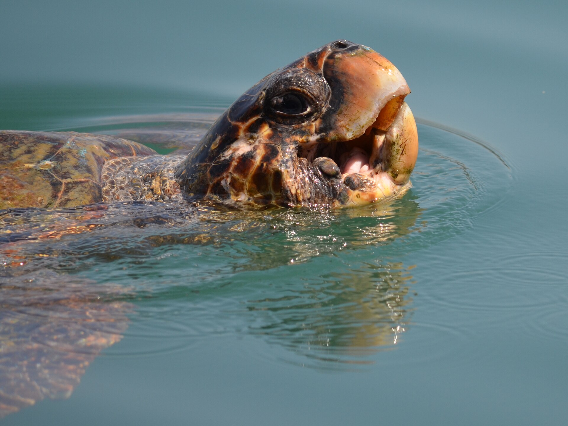 Unechte Karettschildkröte
