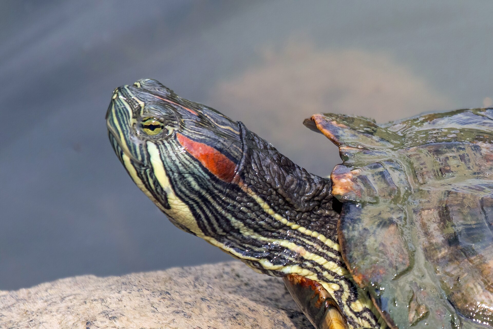 Tortue de Floride