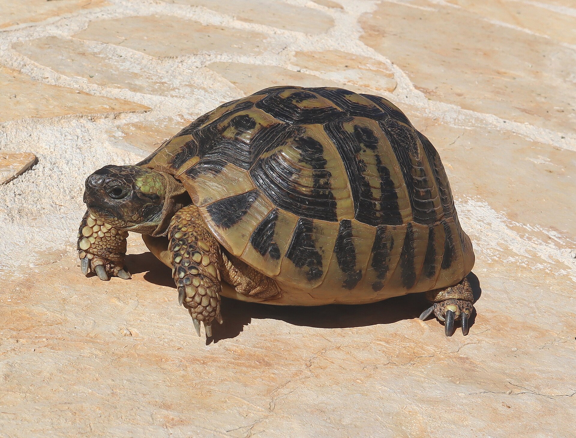 Hermann's Tortoise
