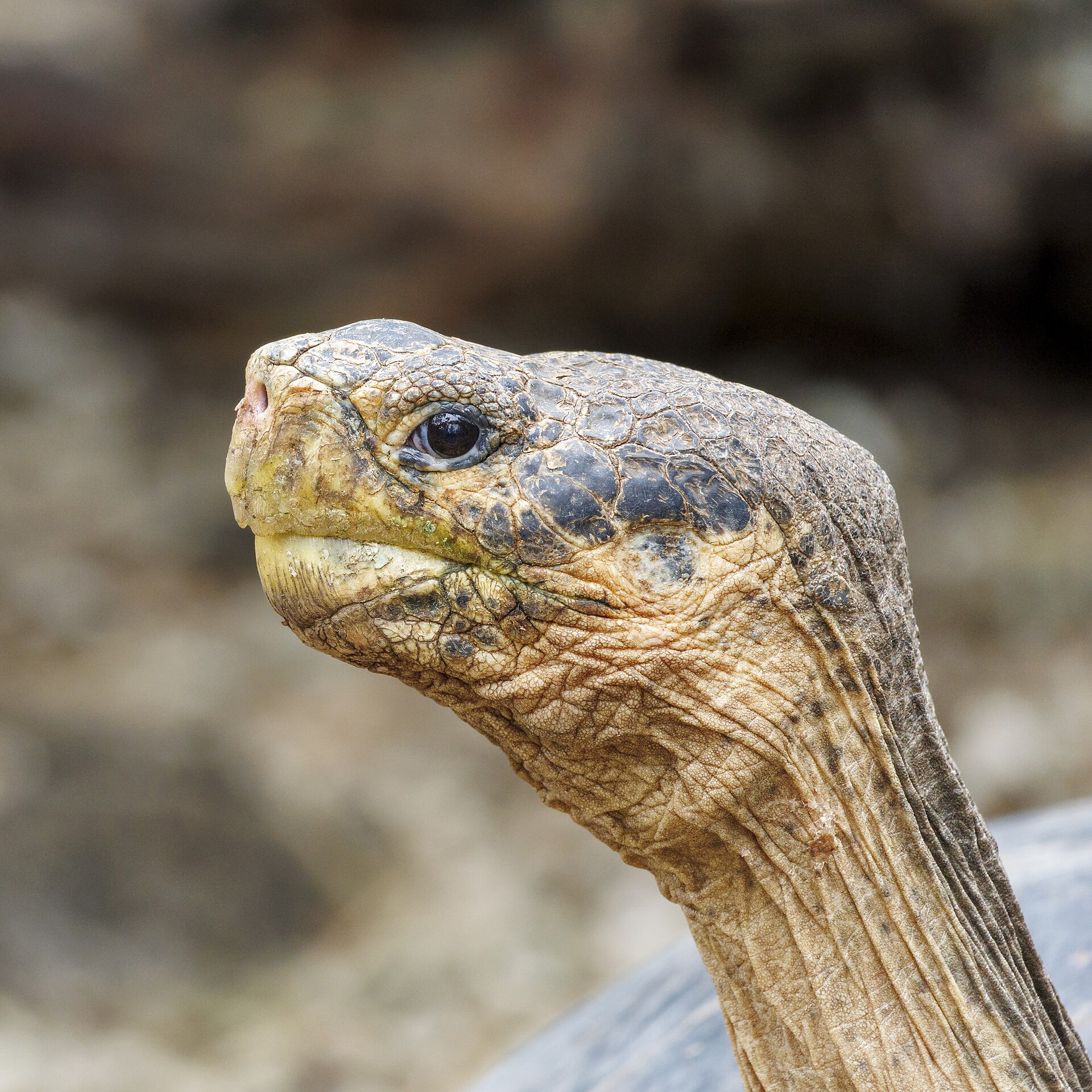 Galápagos Tortoise