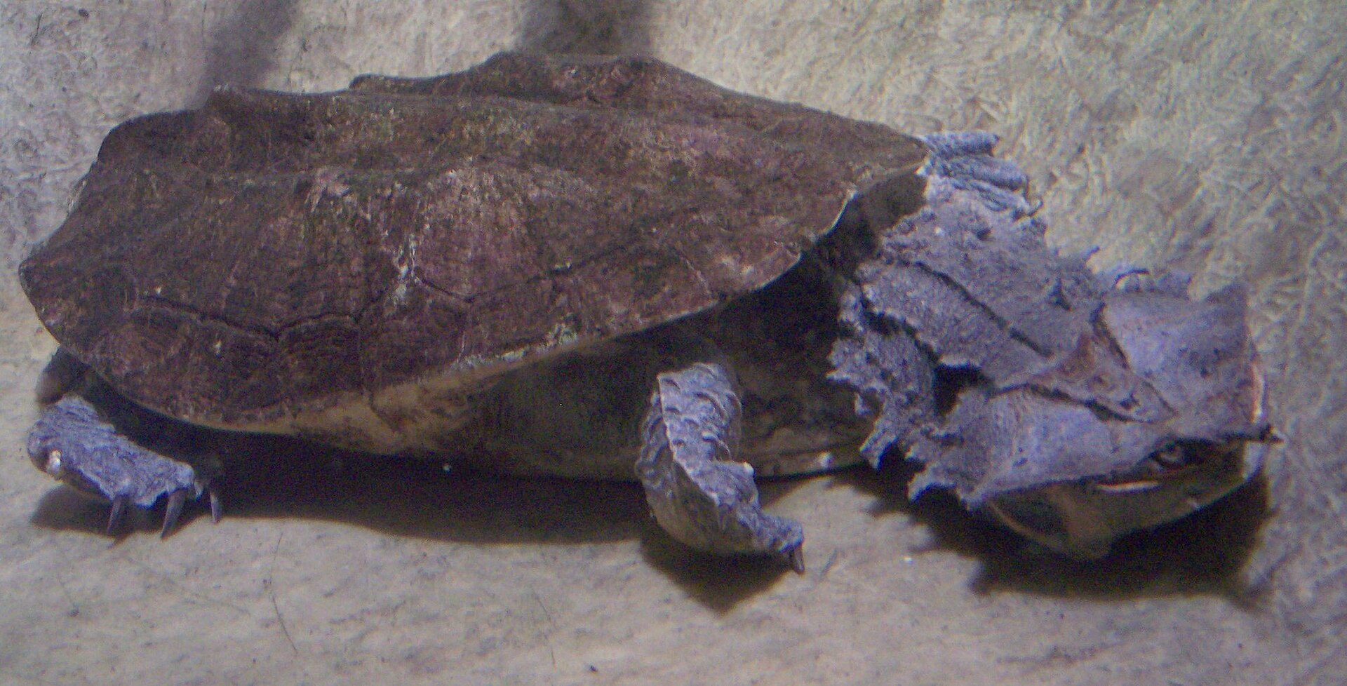 Mata mata Turtle