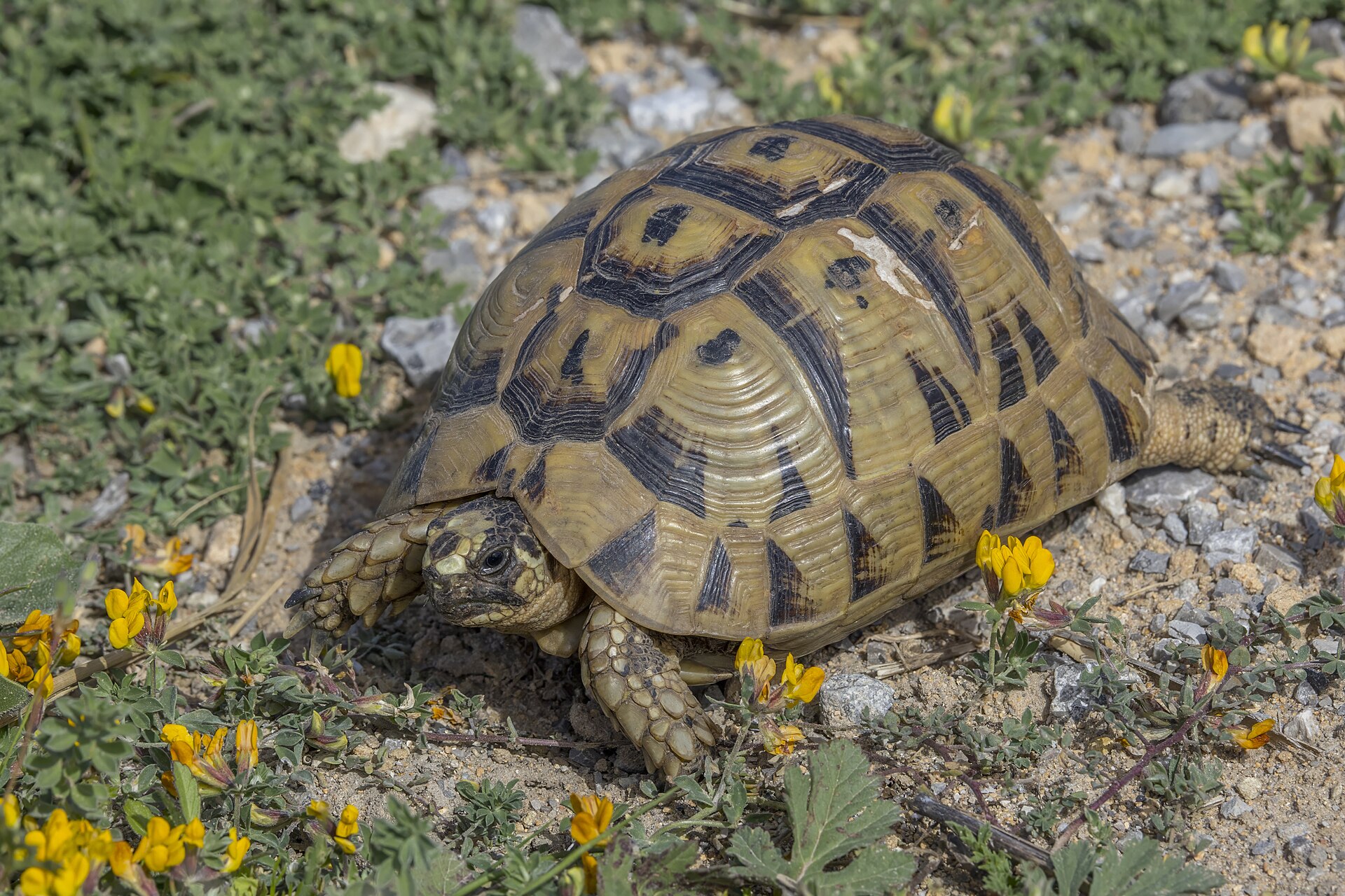 Spur-thighed Tortoise