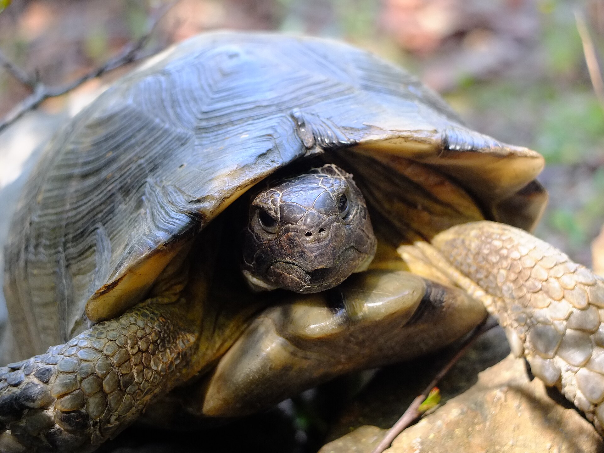 Marginated Tortoise