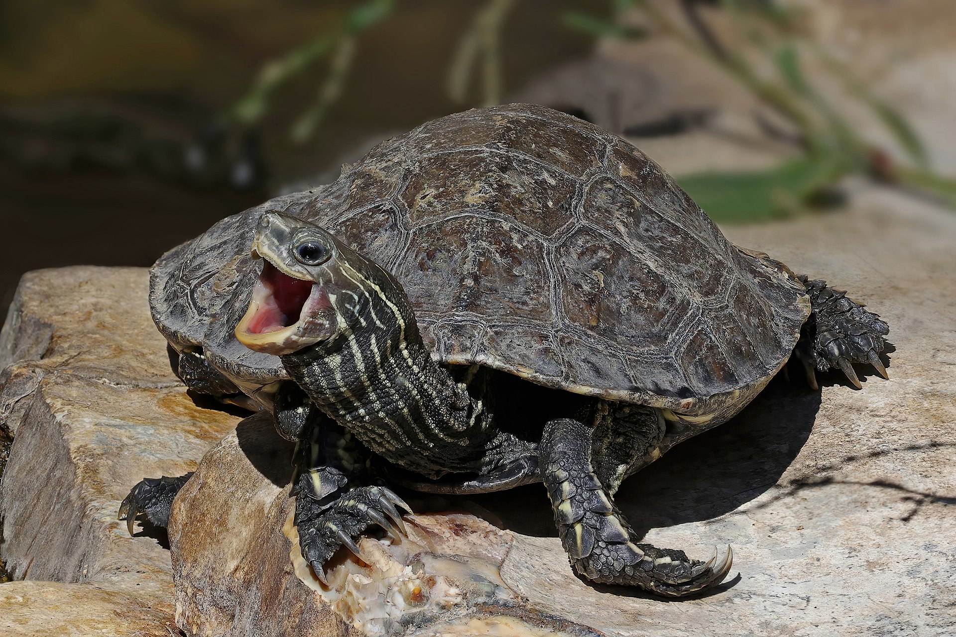 Europäische Sumpfschildkröte