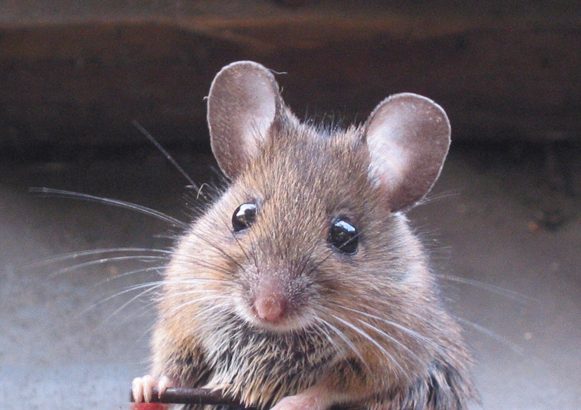 House Mouse