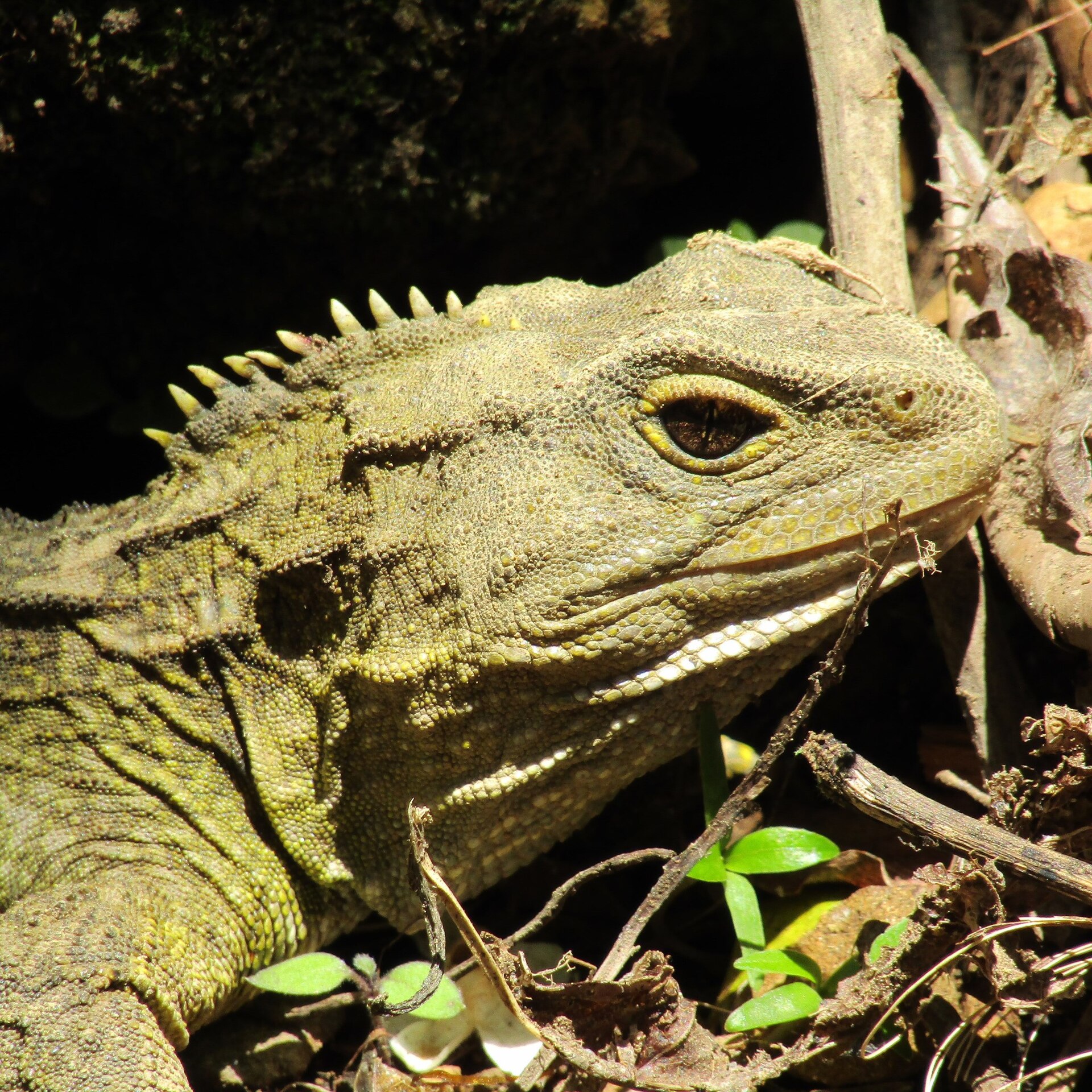 Tuatara