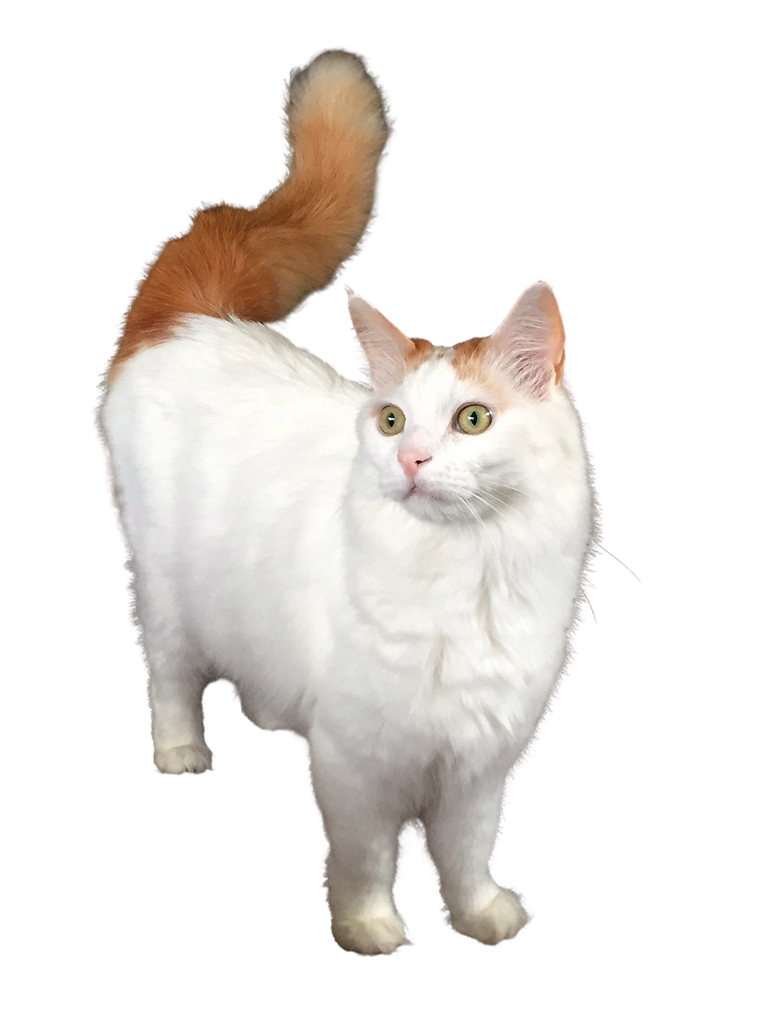Turkish Van