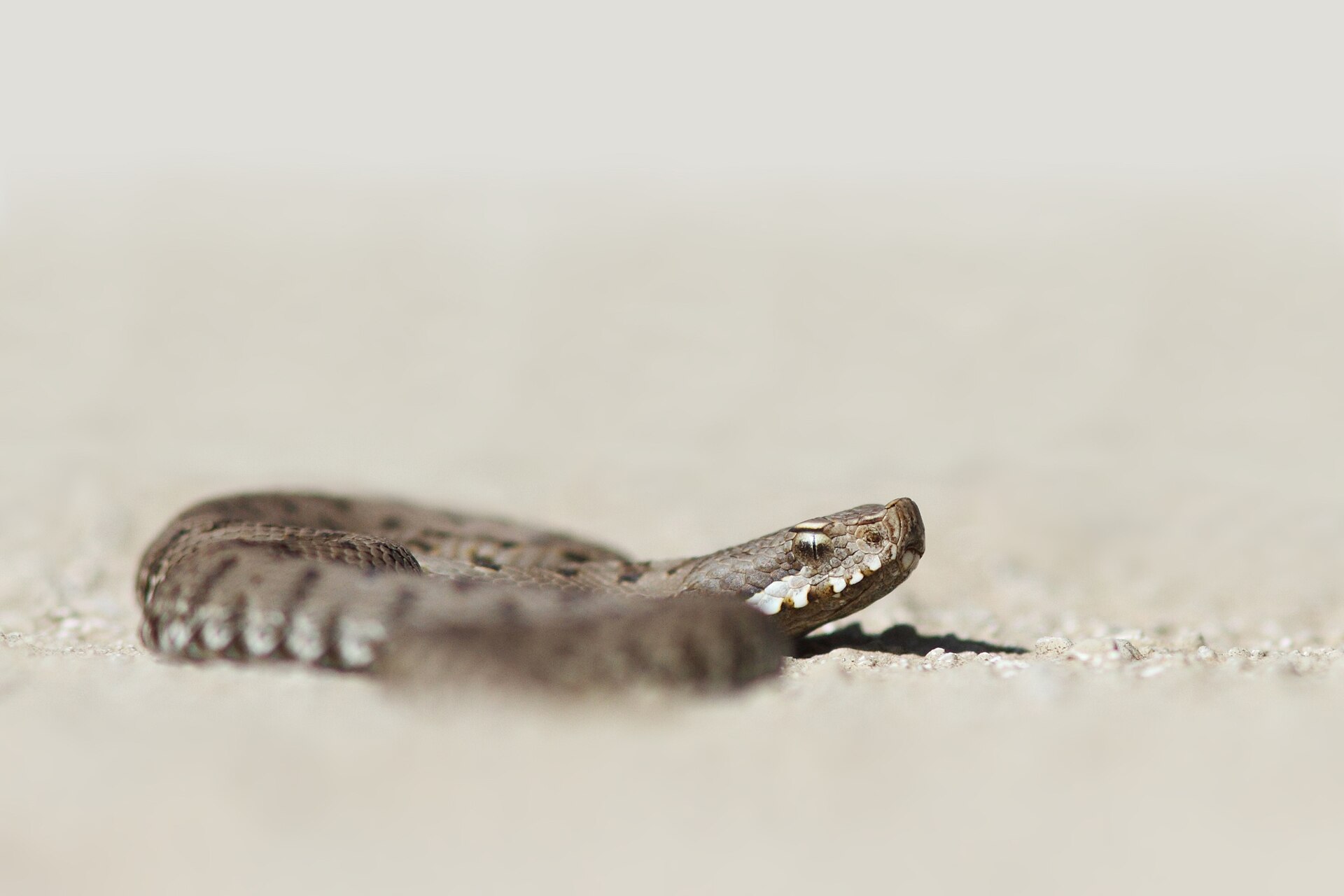 Aspisviper