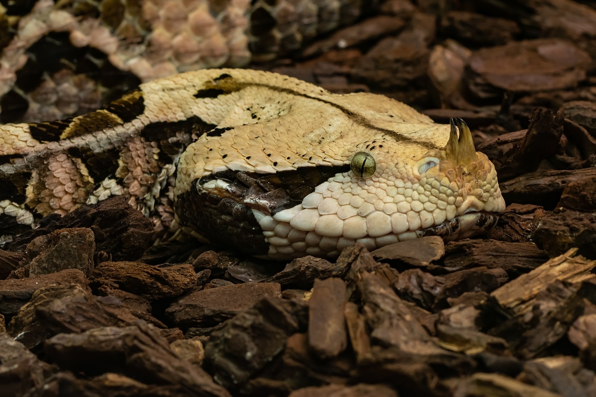 Gaboon Viper