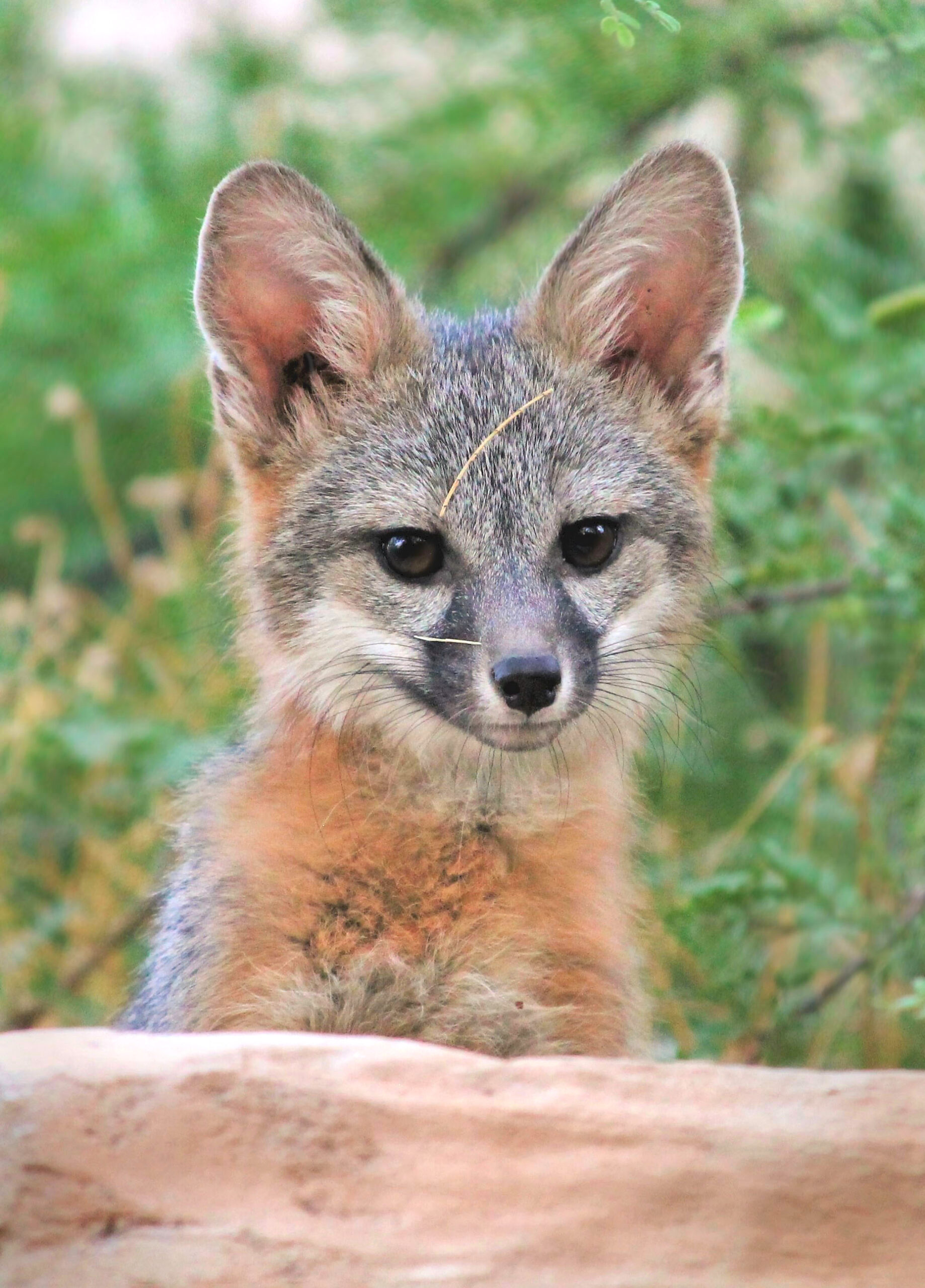 Renard gris