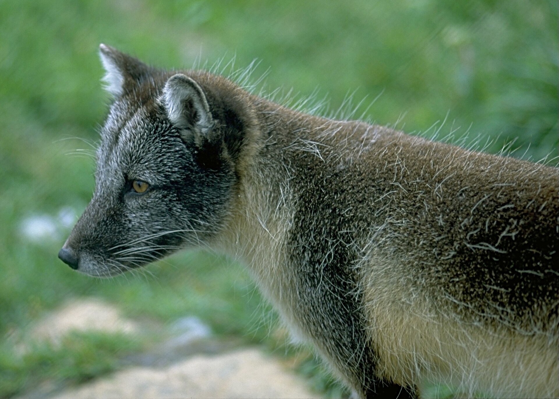 Polarfuchs