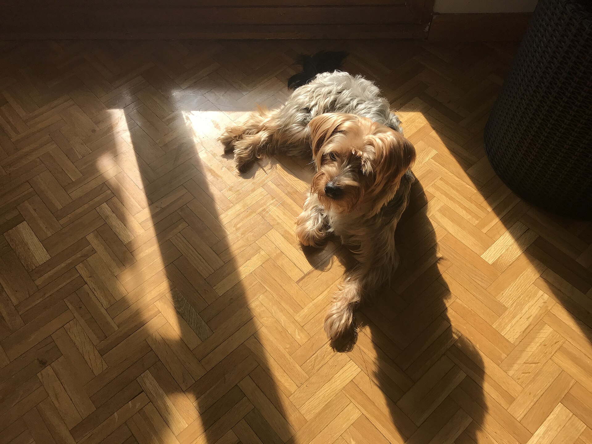Yorkshire Terrier