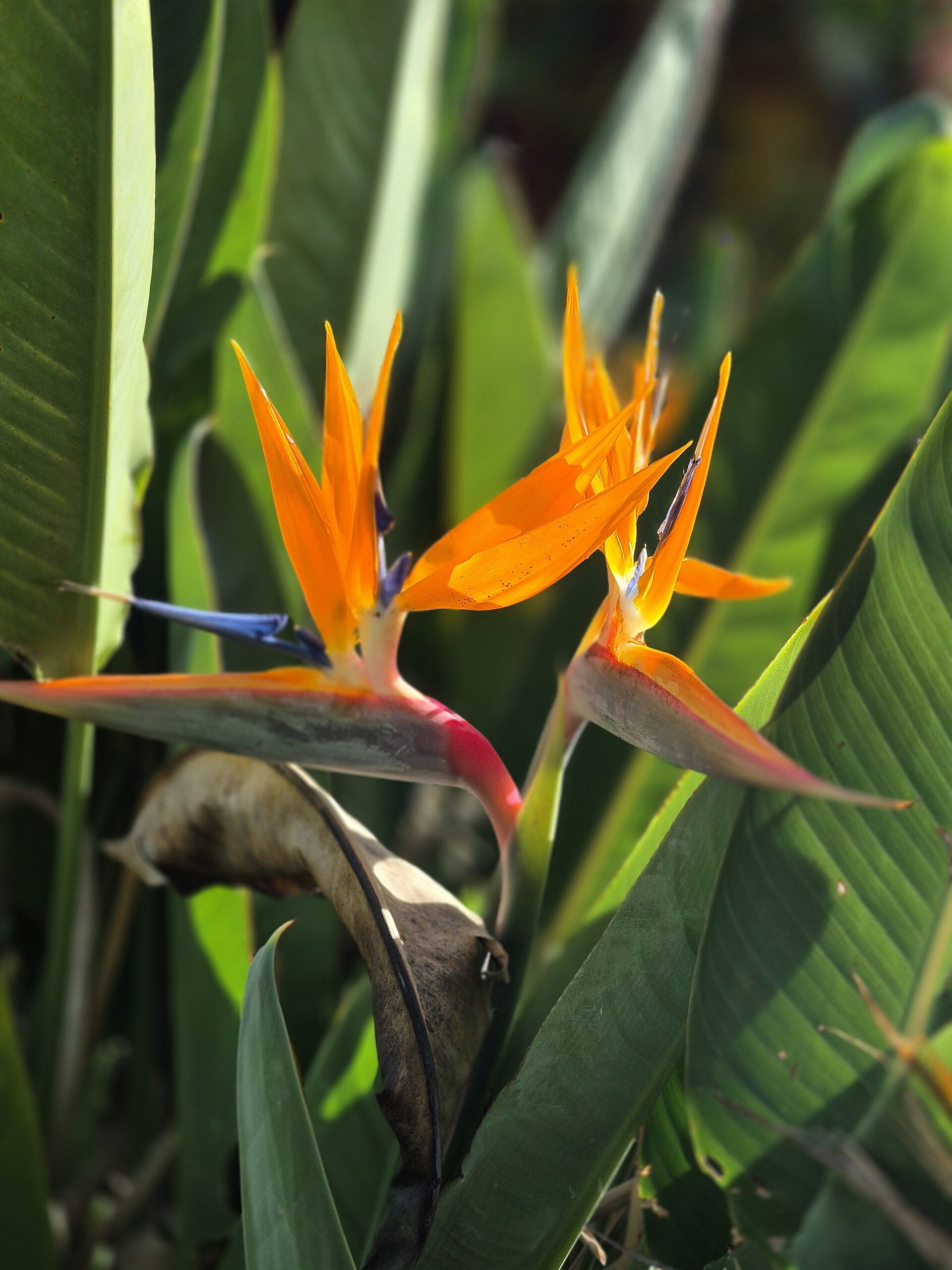 Strelitzia: cura dell uccello del paradiso in casa