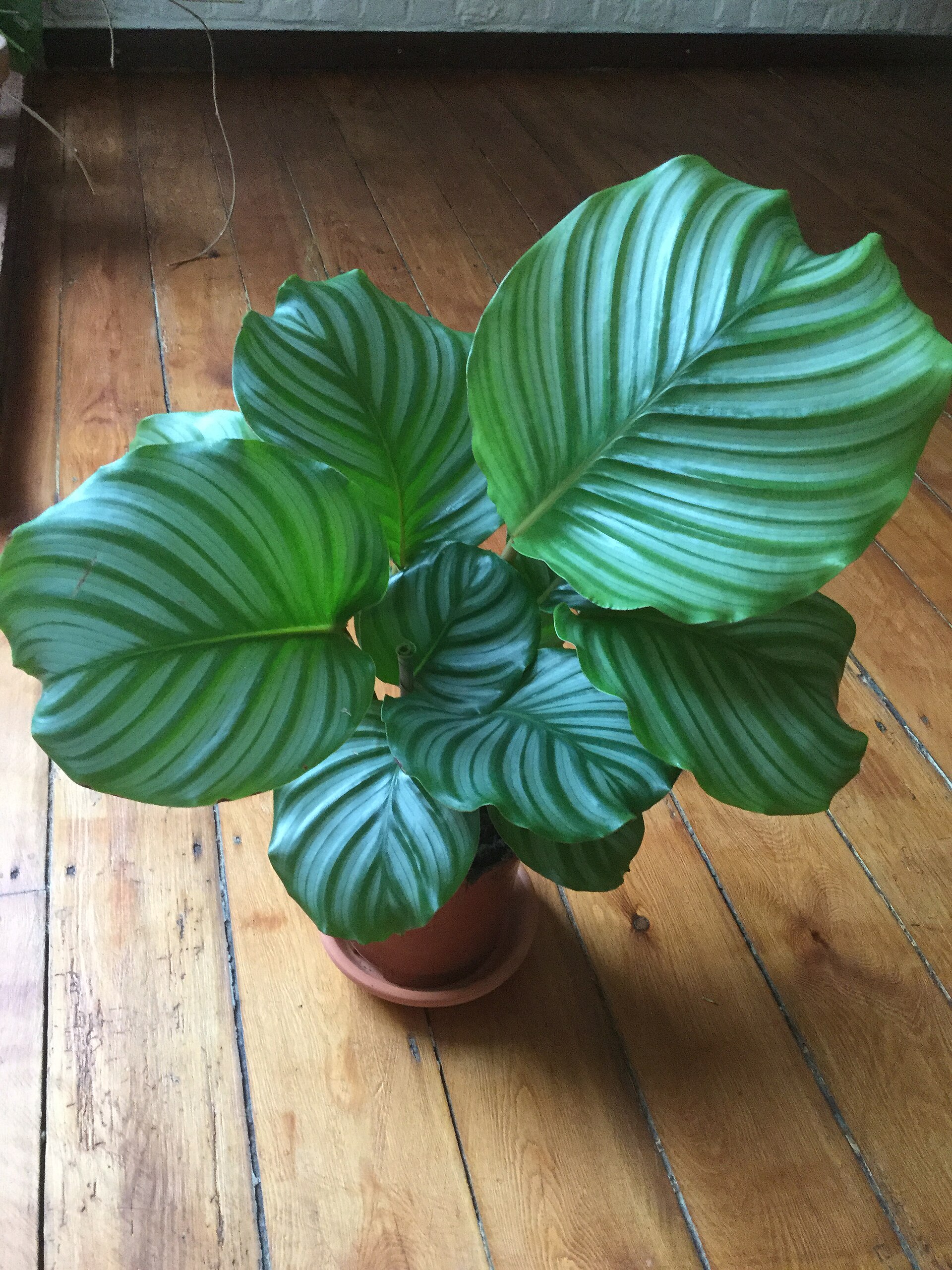 Calathea Orbifolia : entretien de la plante feuilles rondes