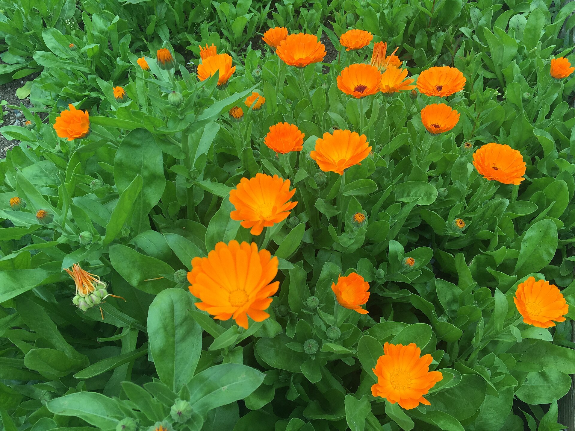 Caléndula: cómo cultivar la anual de flores naranjas continuas