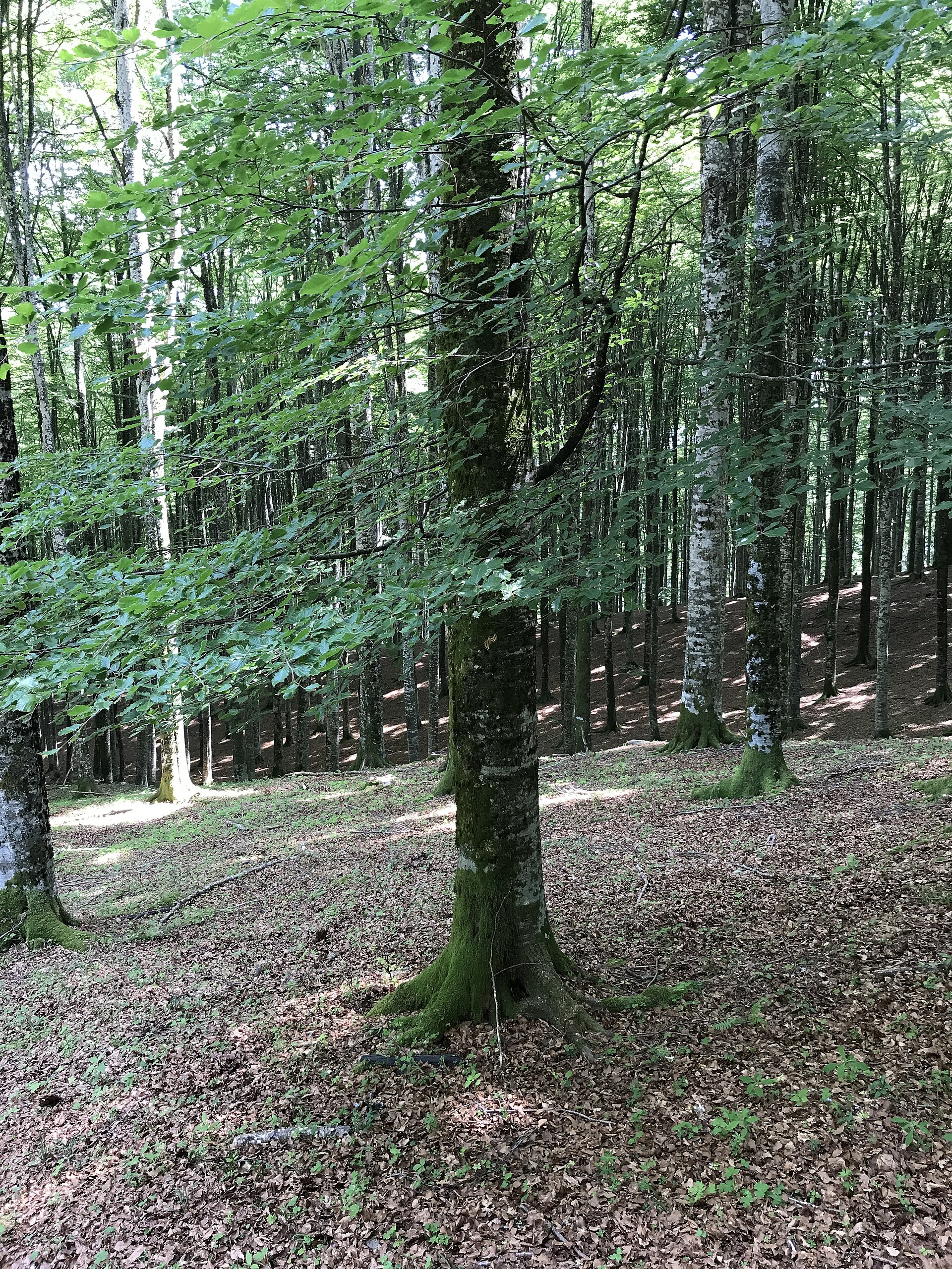 Rotbuche: majestätischer Baum der europäischen Bergwälder