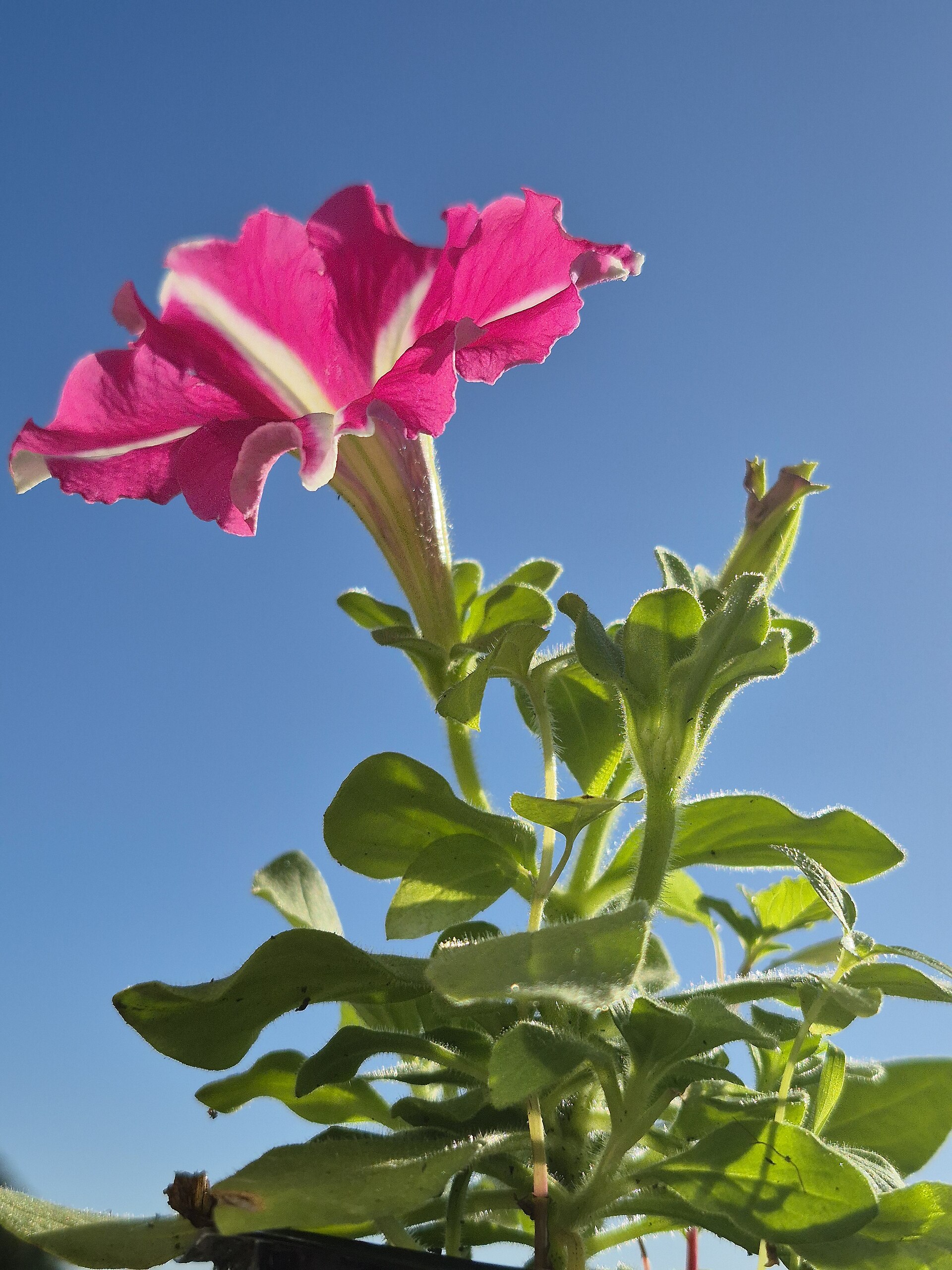 Petunie: Anbau der Sommerblume für Balkon