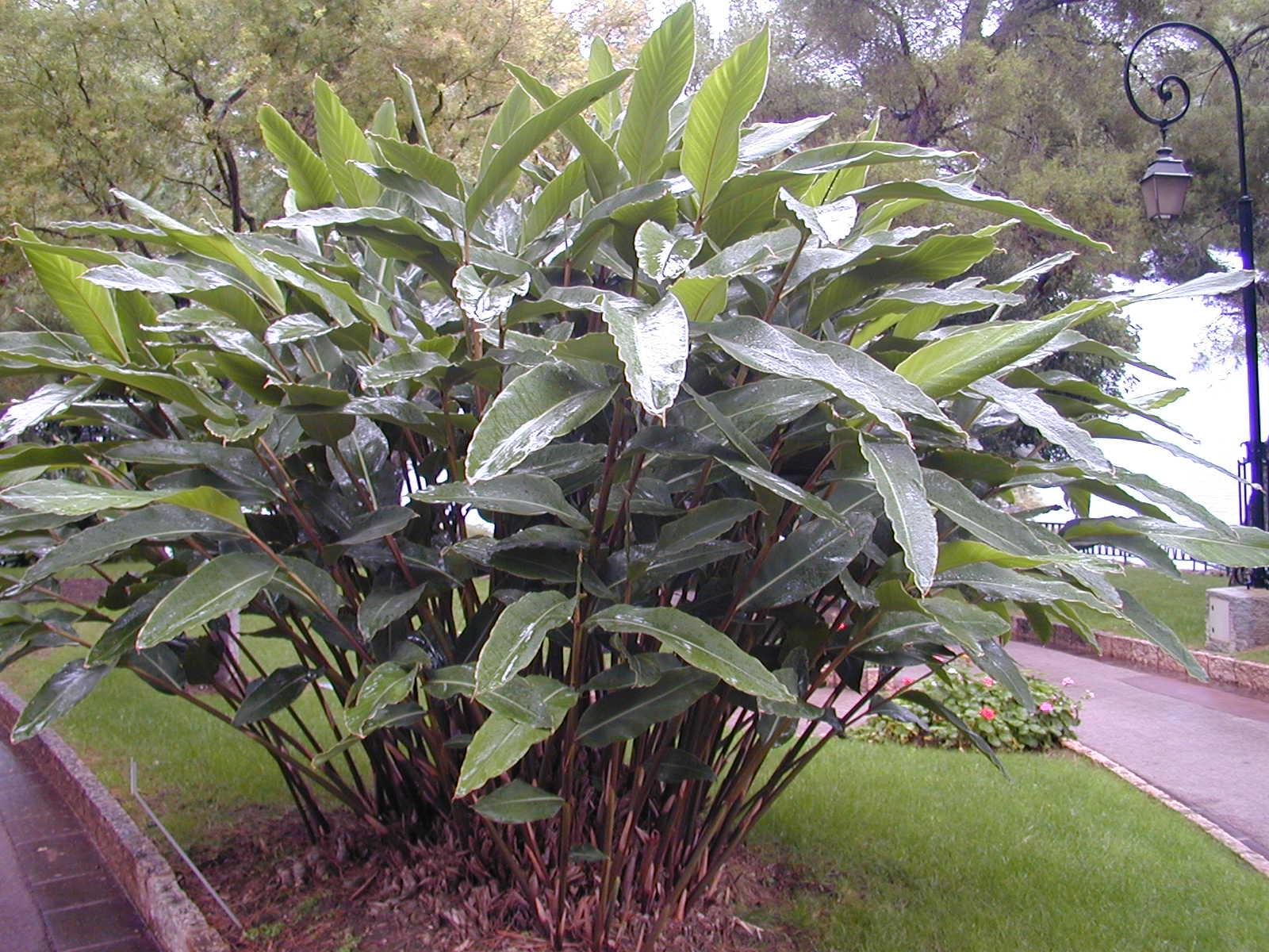 Jengibre concha: cuidados de Alpinia zerumbet