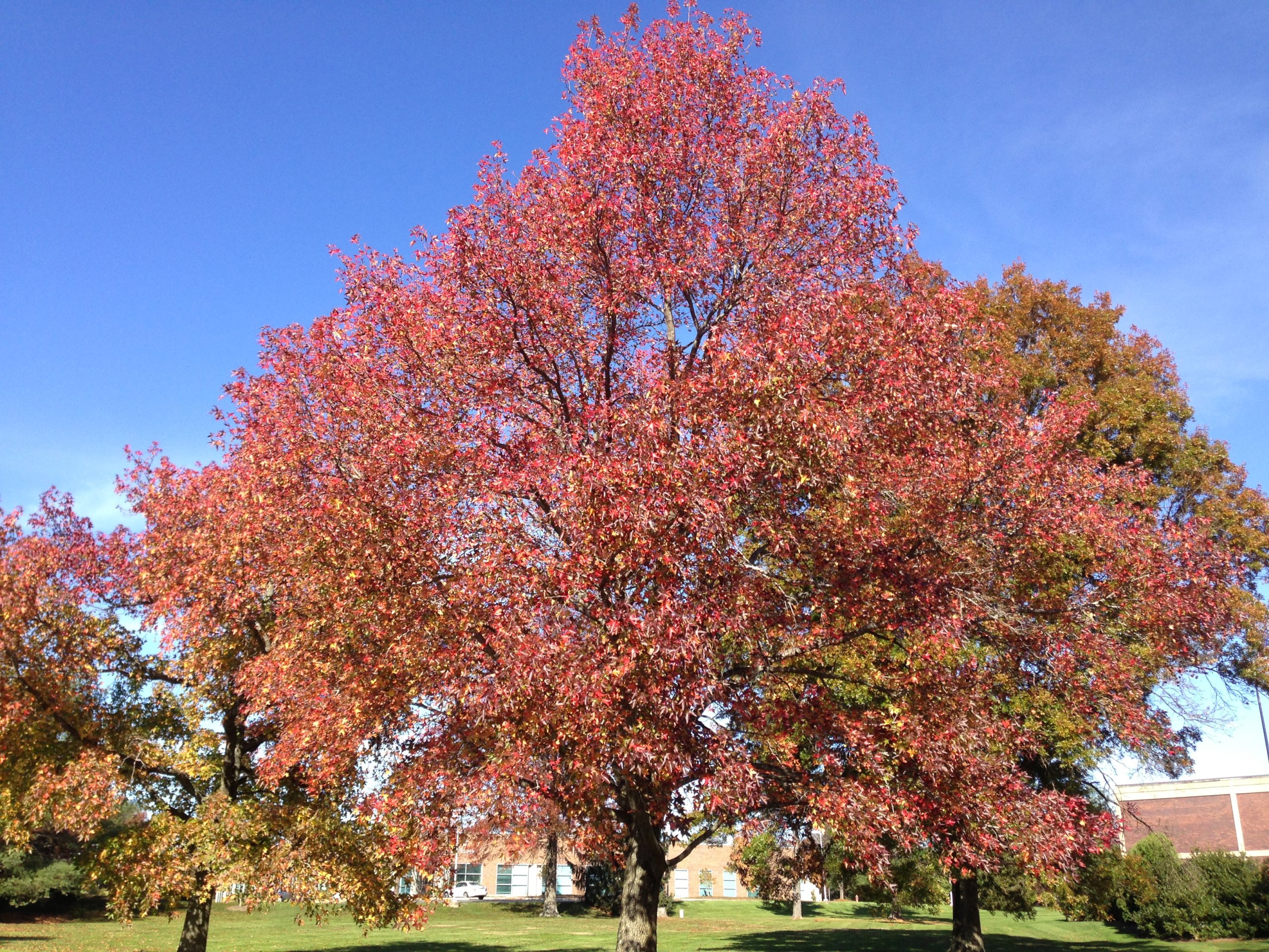 Liquidámbar: árbol de follaje rojo otoñal