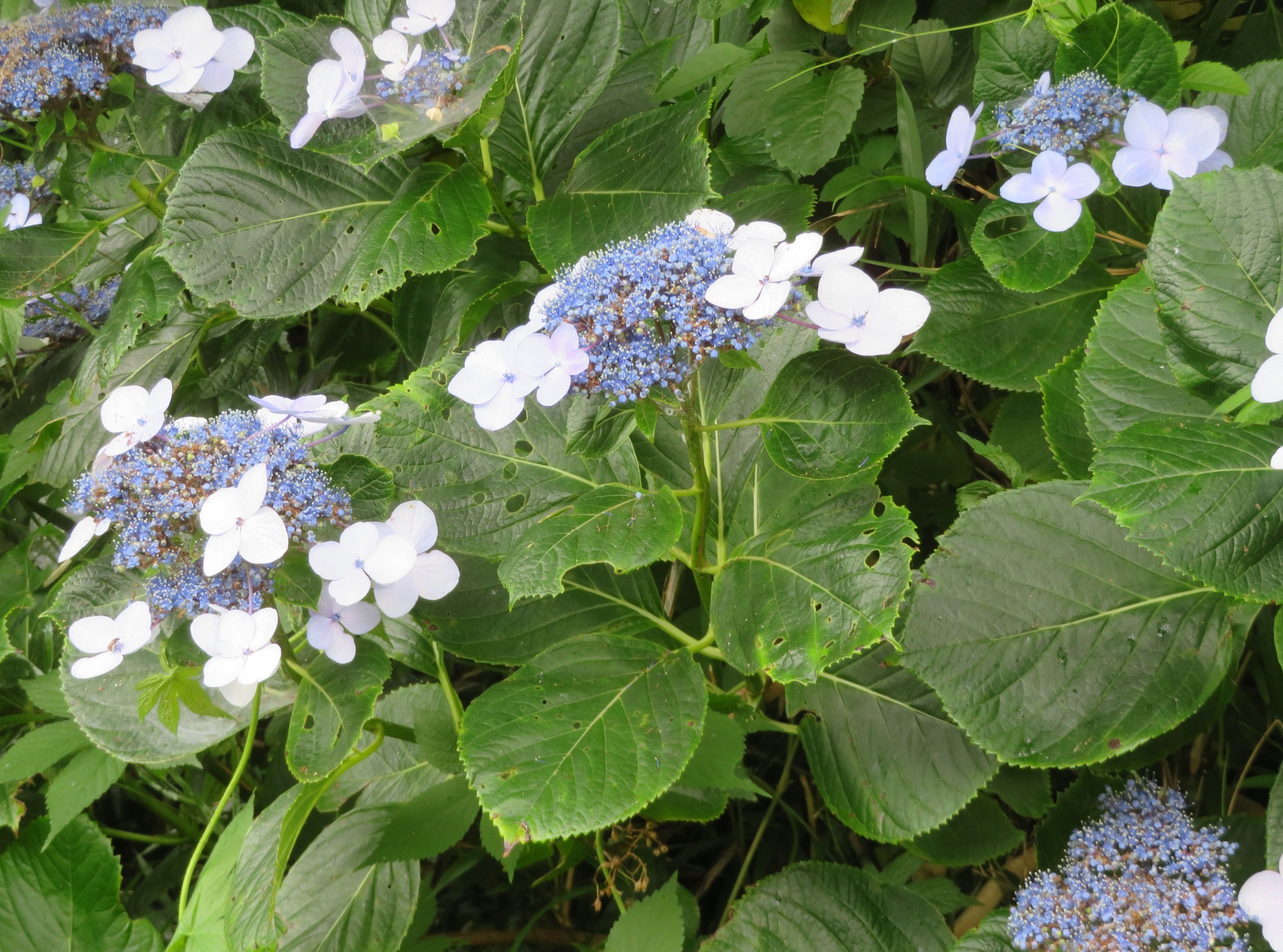Ortensia: come coltivarla e cambiare colore ai fiori