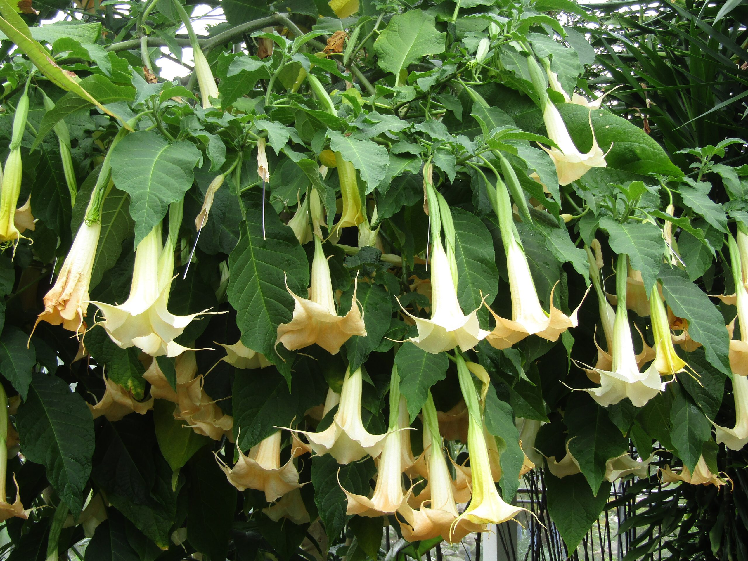 Tromba d angelo: cura della brugmansia fiorita