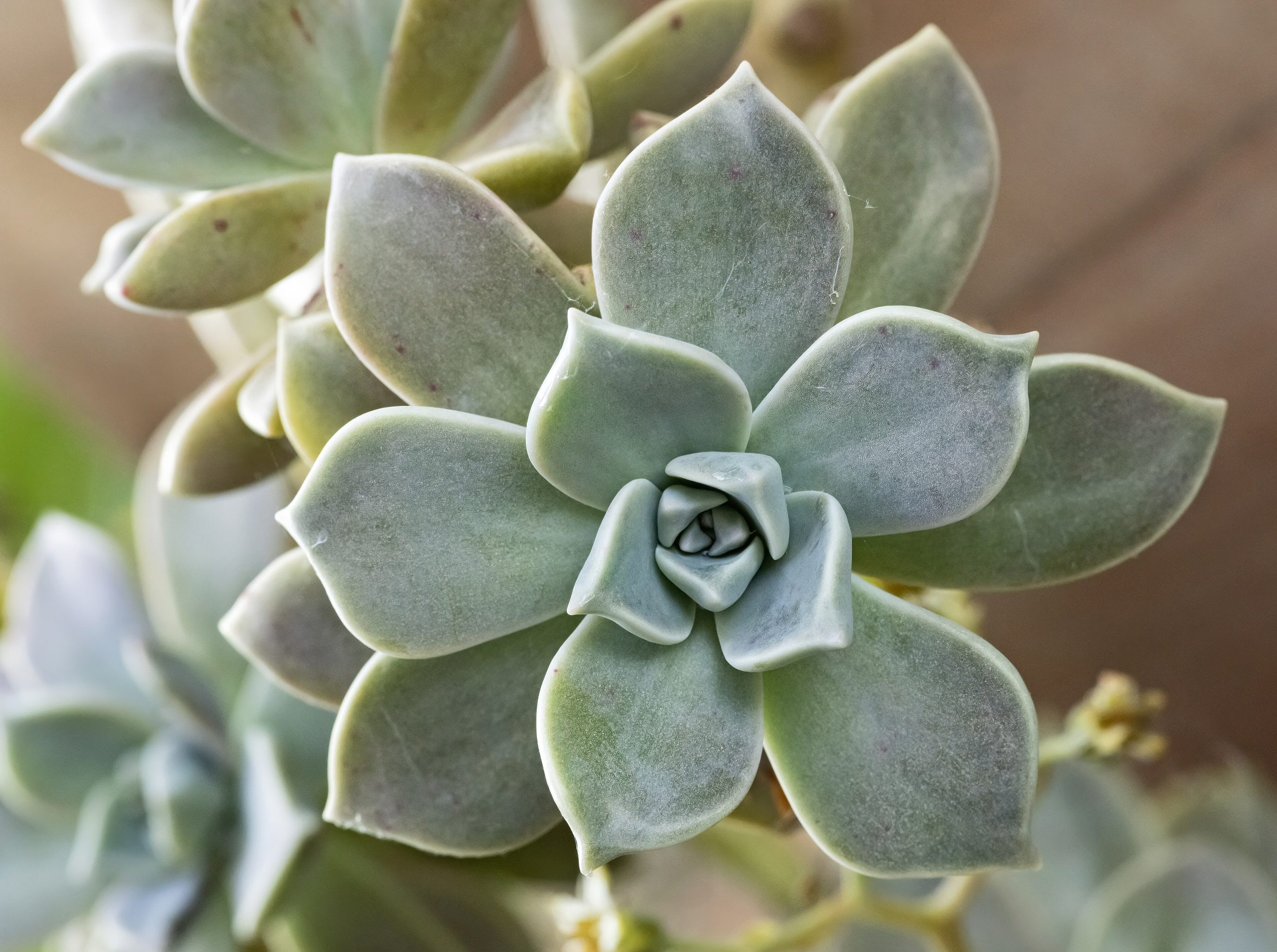 Plante fantôme : entretien de la grasse perlée rose
