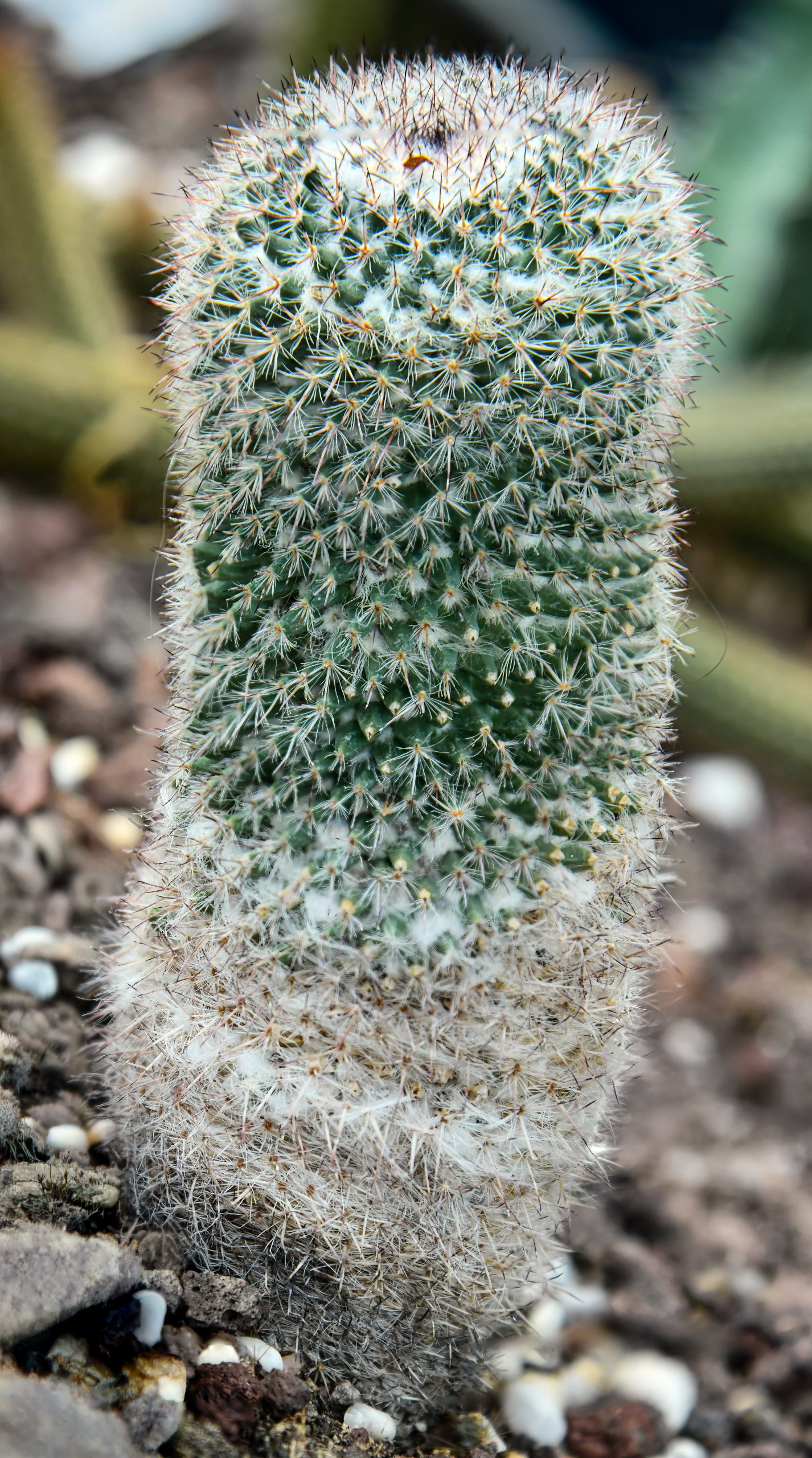 Mammillaria: cura del cactus globoso fiorito