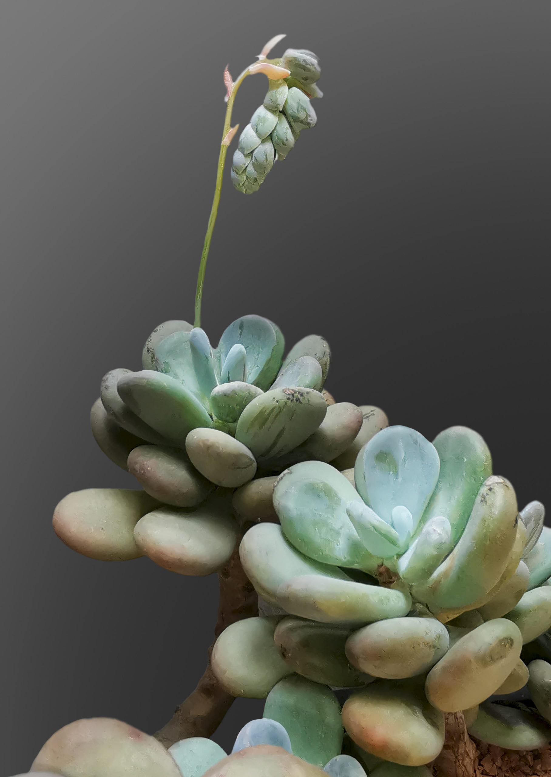 Pachyphytum: cura della succulenta pietre di luna