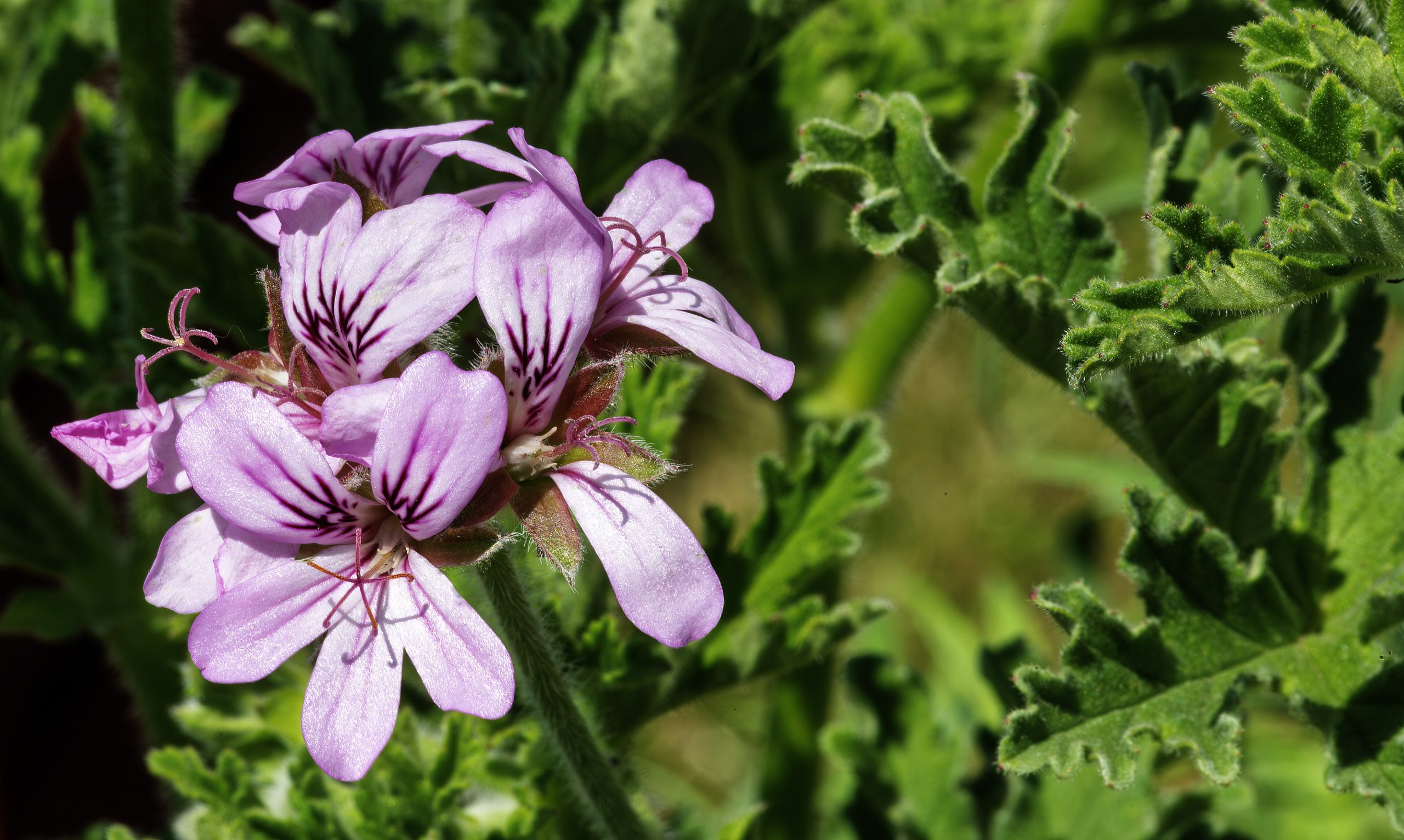 Rose Geranium: Pelargonium graveolens Care