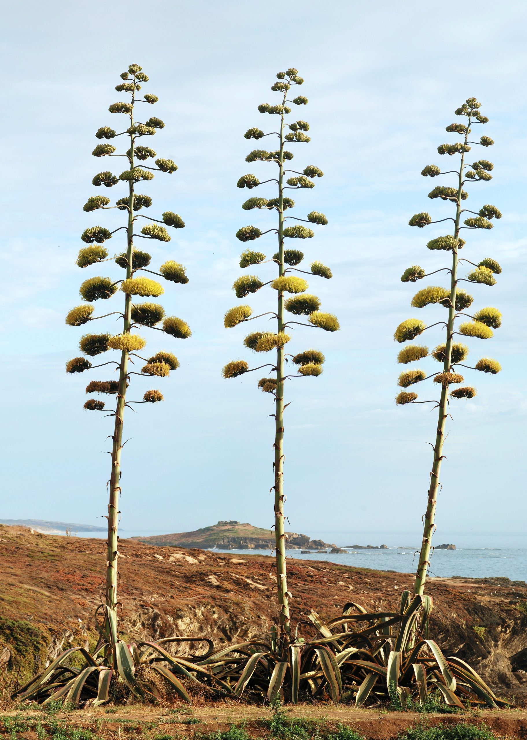 Agave: Anbau der großen Garten-Sukkulente leicht gemacht