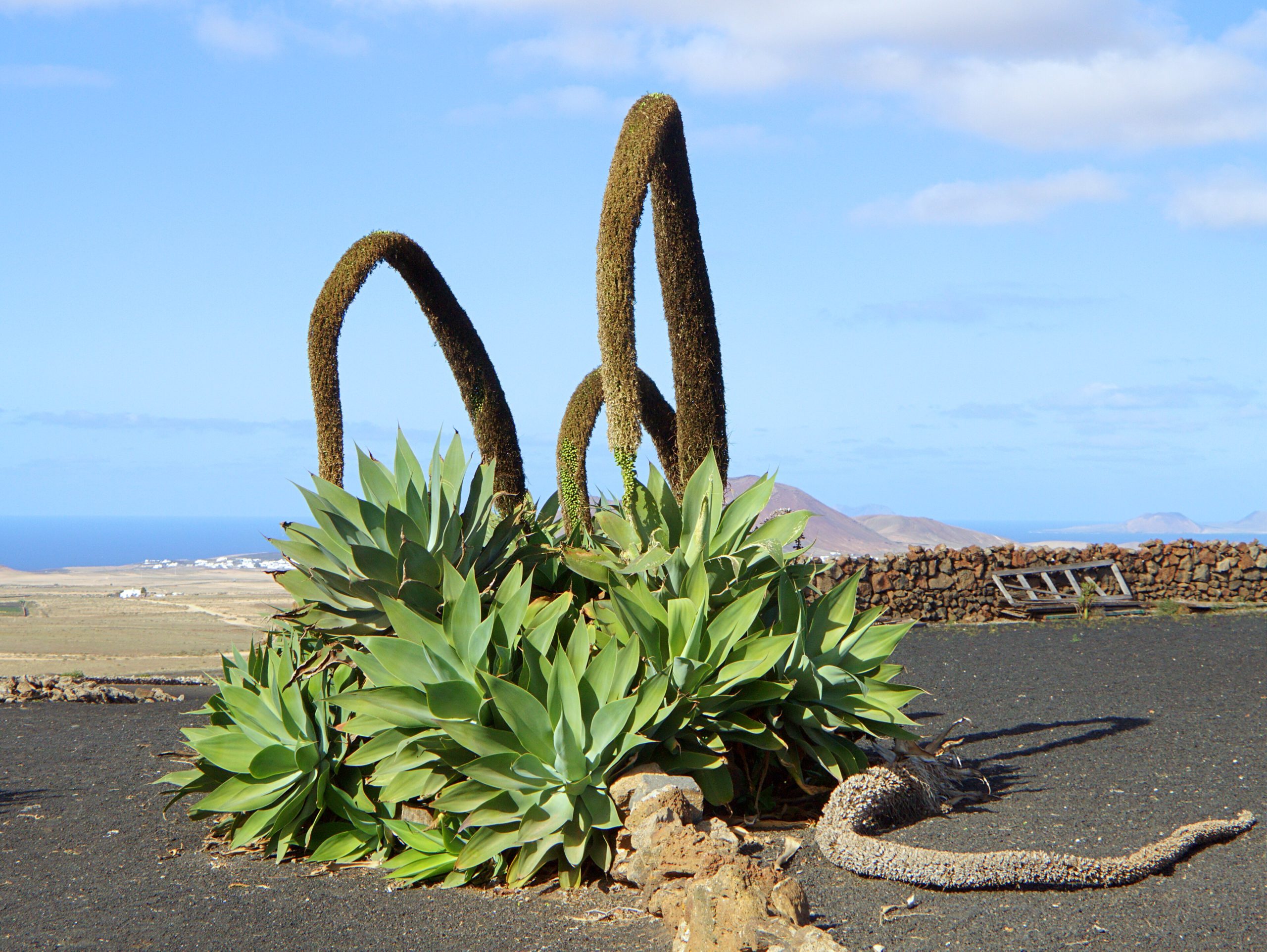 Agave cola de zorro: cuidados de Agave attenuata