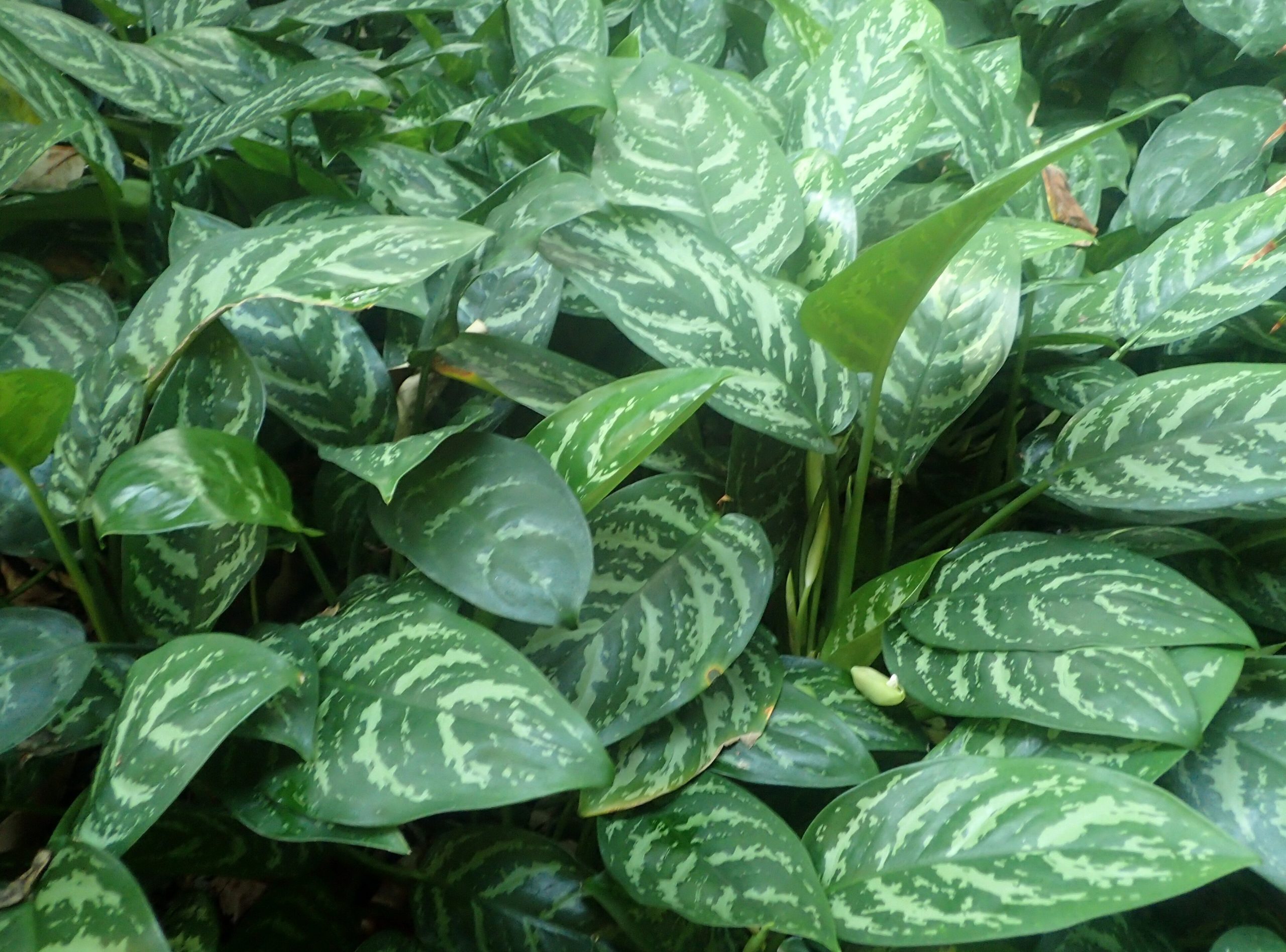 Aglaonème : entretien du Aglaonema commutatum