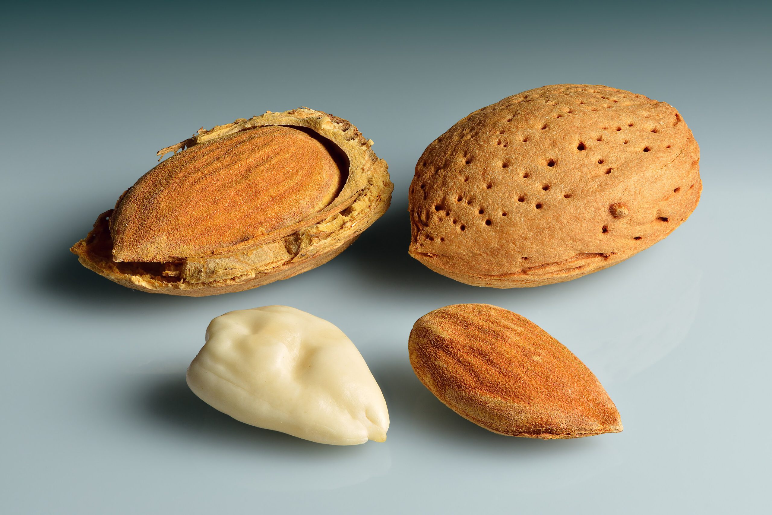 Almond Tree: How to Grow for Early Blossoms and Almonds