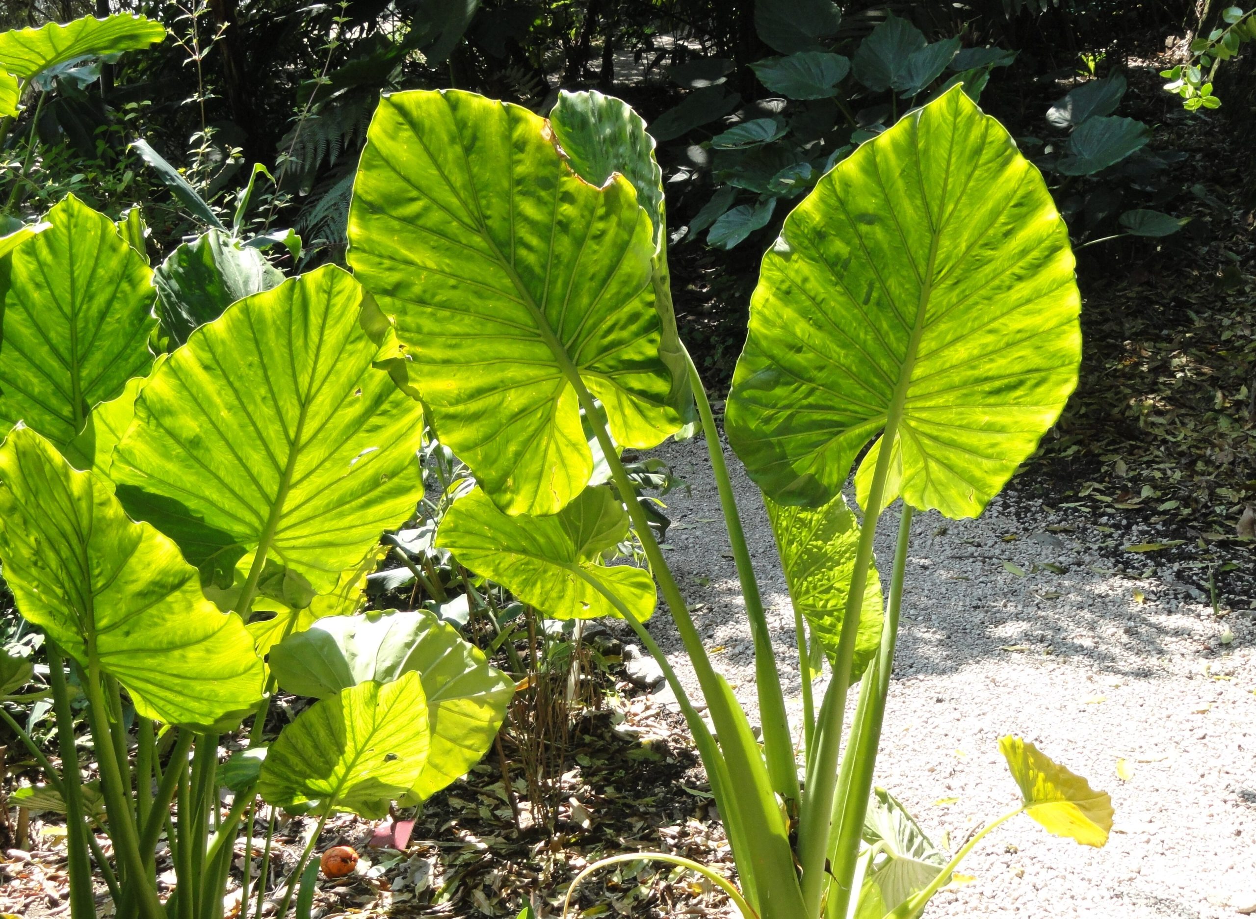 Alocasia : entretien de la plante tropicale aux feuilles flèche