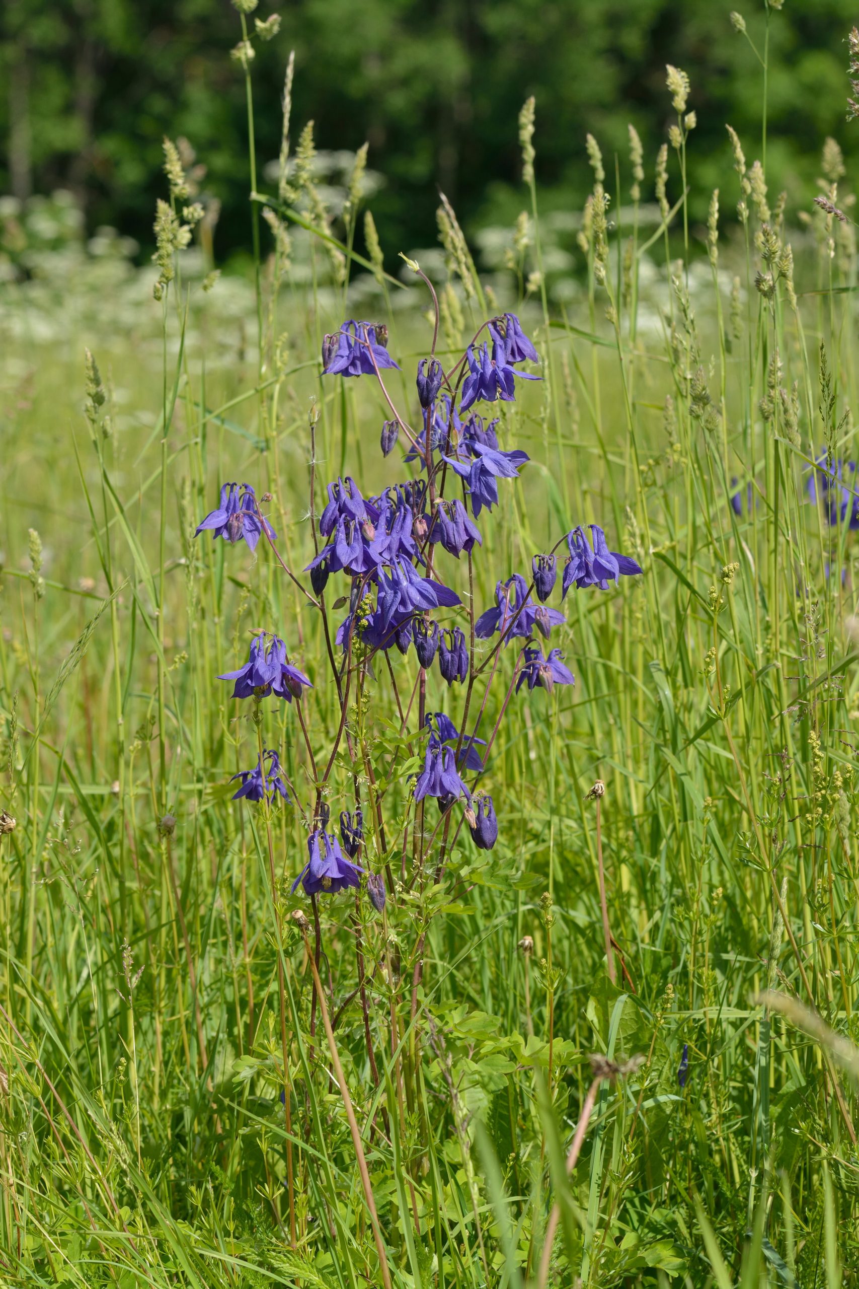 Aquilegia: la perenne dai fiori a sperone per giardini freschi