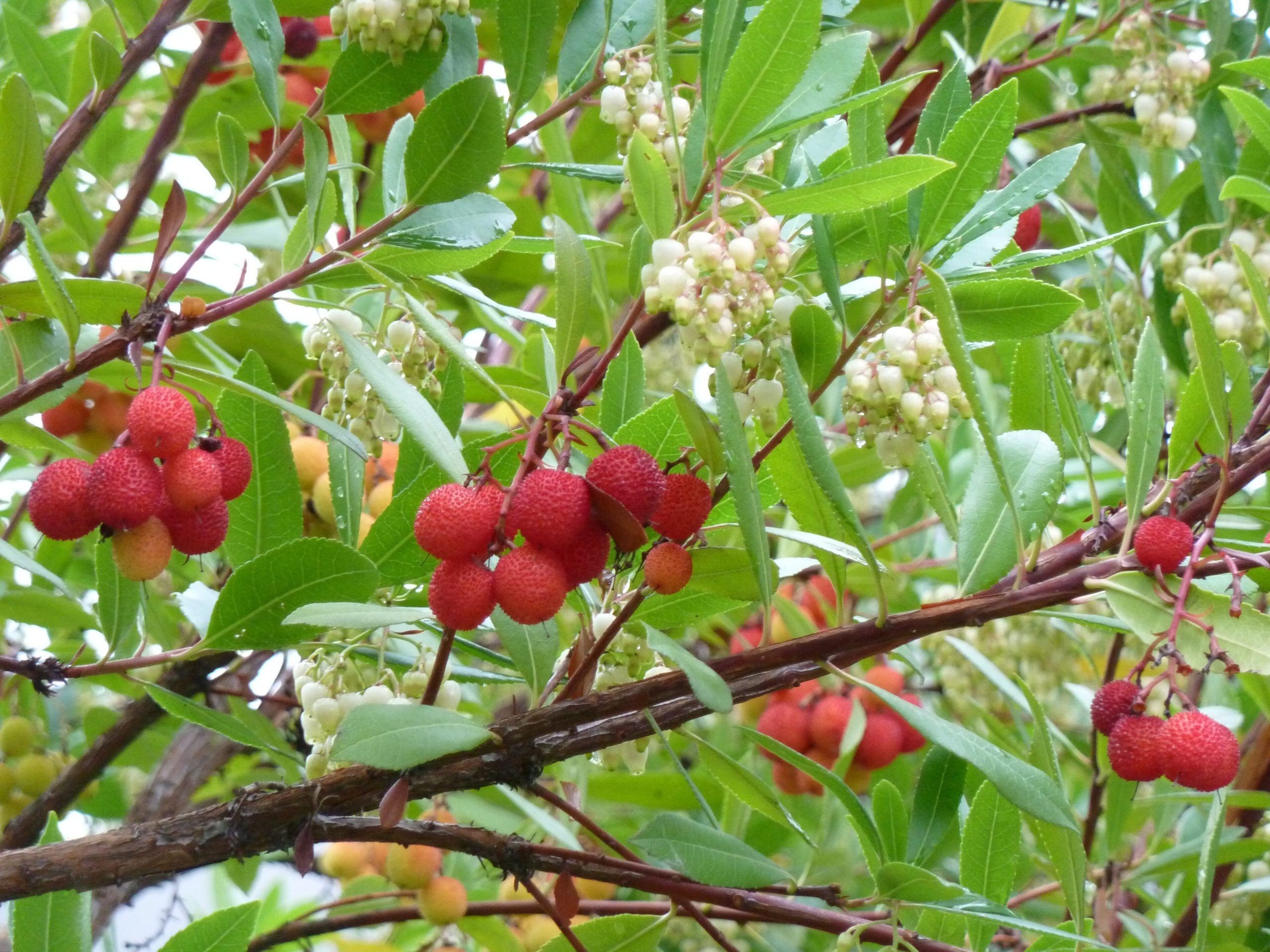 Corbezzolo: il sempreverde mediterraneo dai frutti rossi