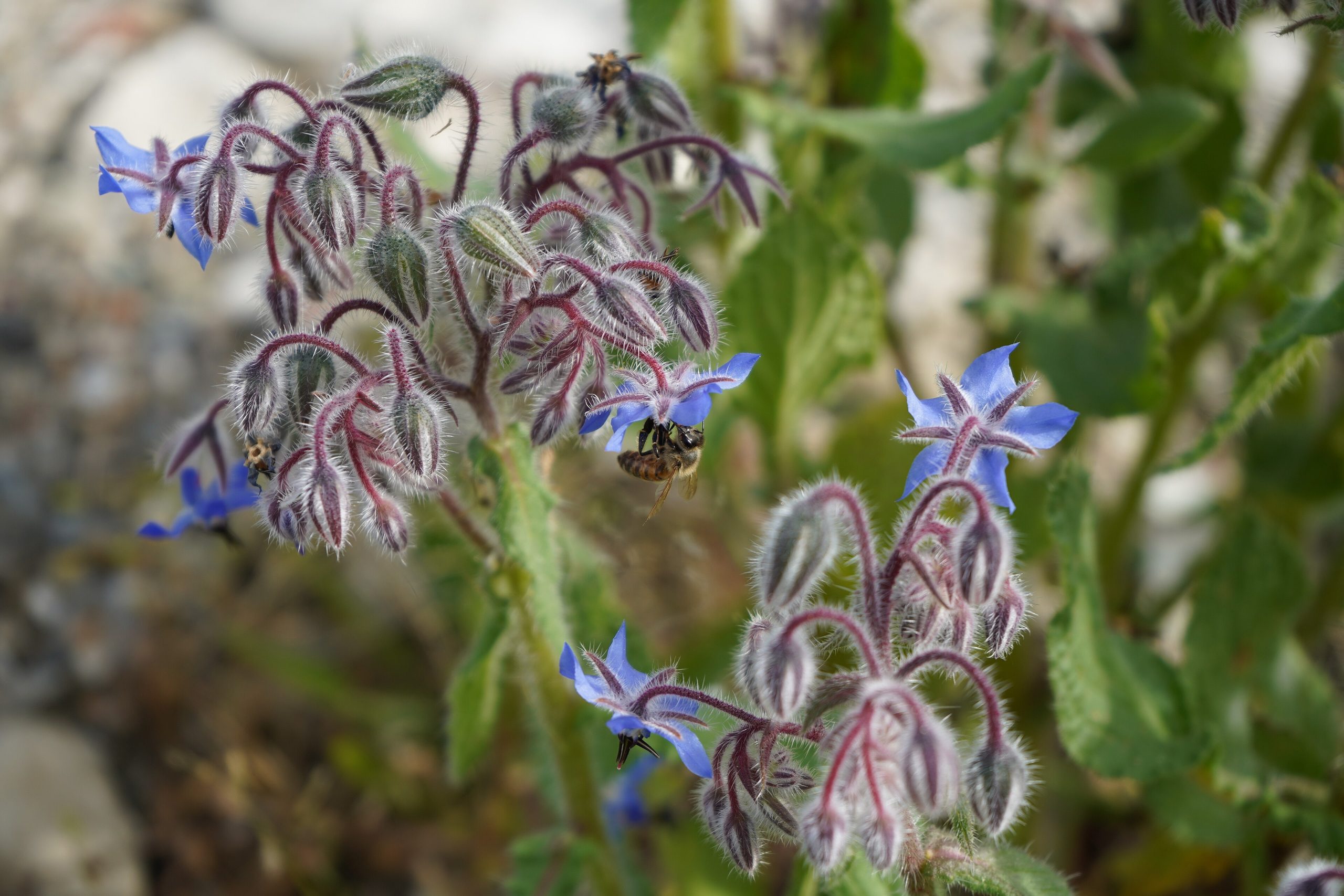 Bourrache : l herbe sauvage aux fleurs bleues comestibles