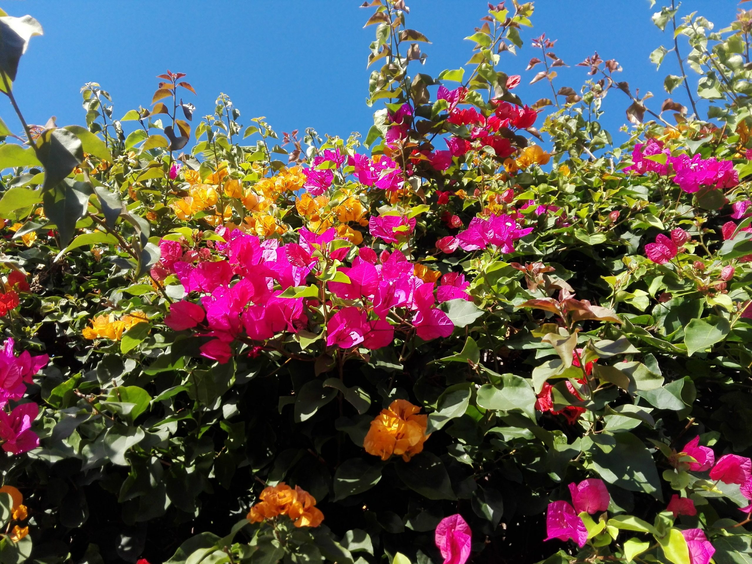 Bougainvillea: Care for the Vivid Mediterranean Climber